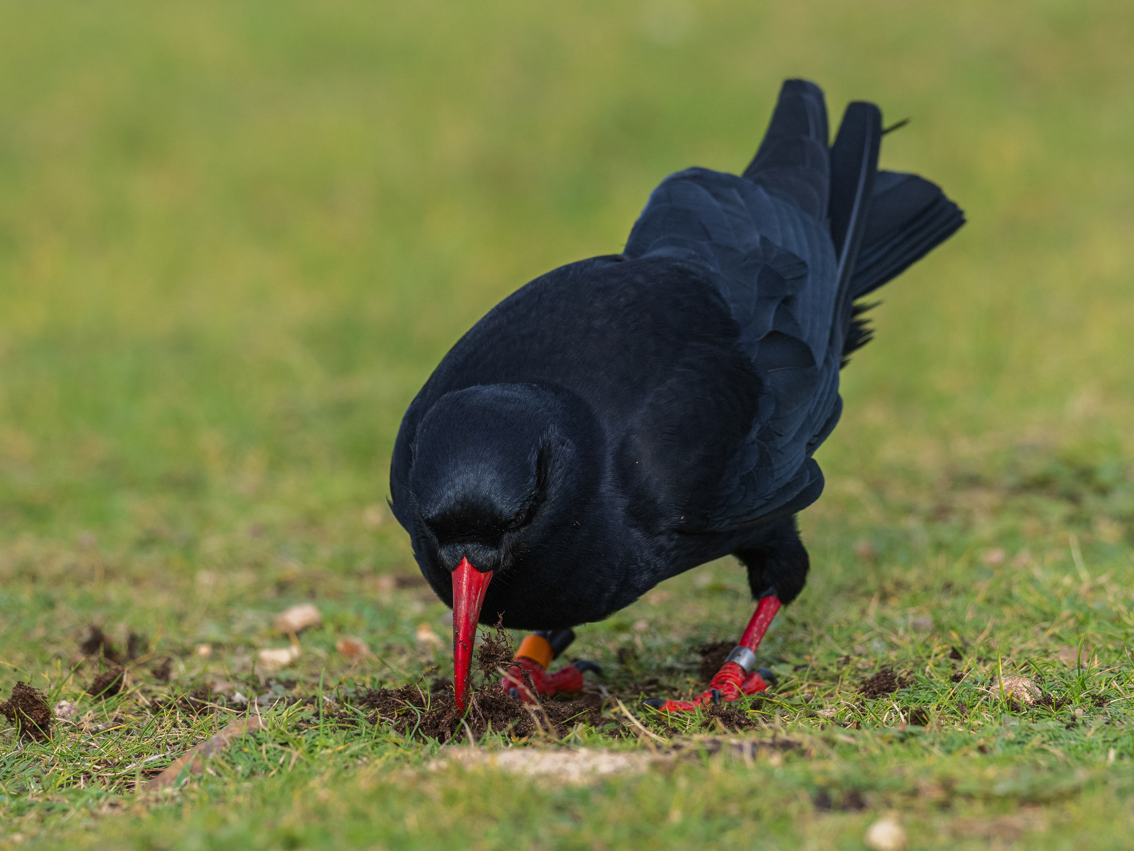 Chough - Land's End