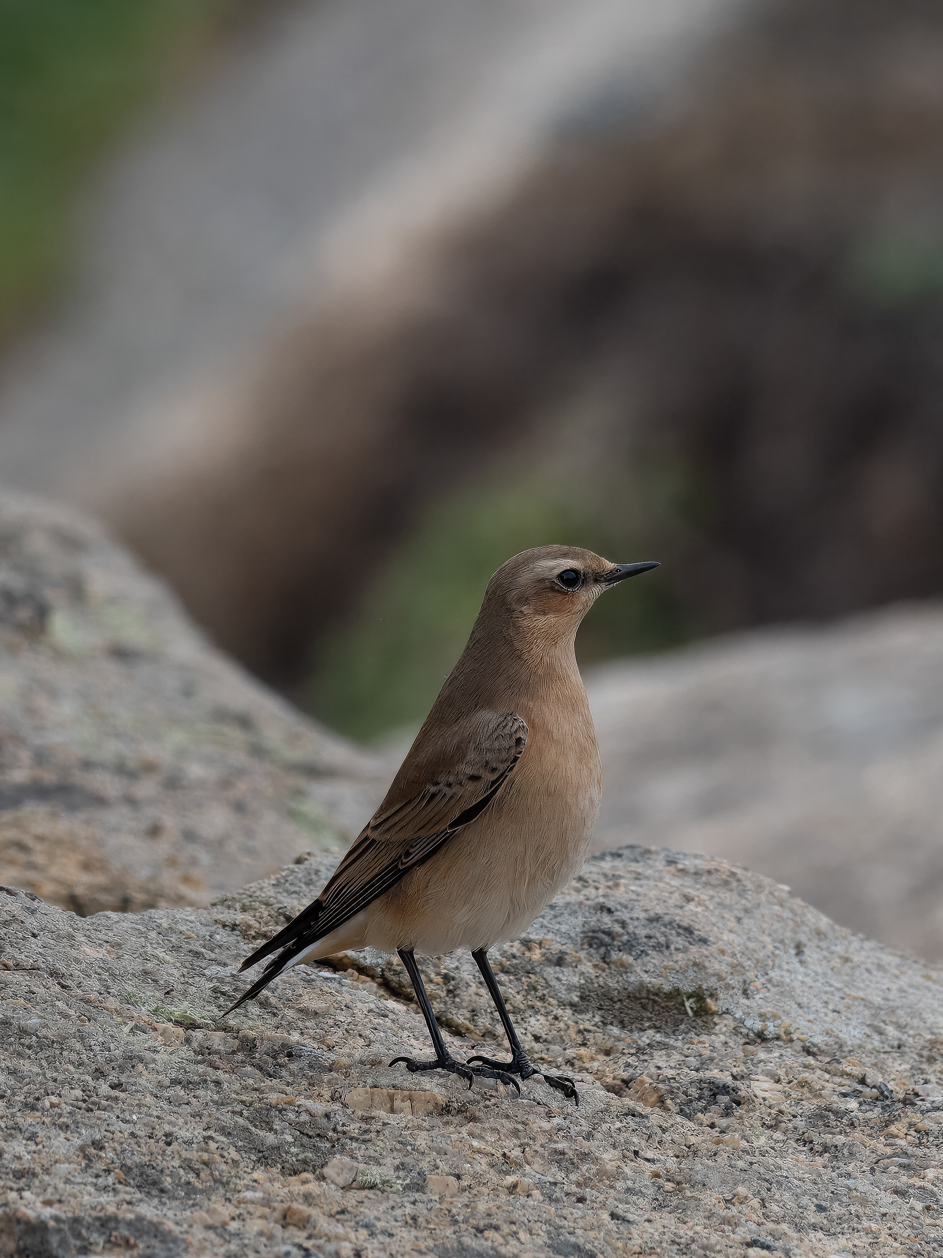 Wheater - Land's End
