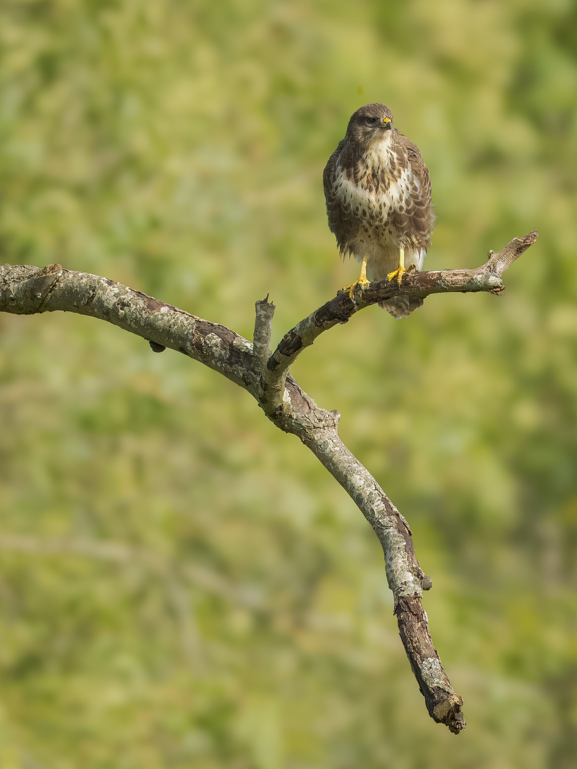 Buzzard - Chipping Norton