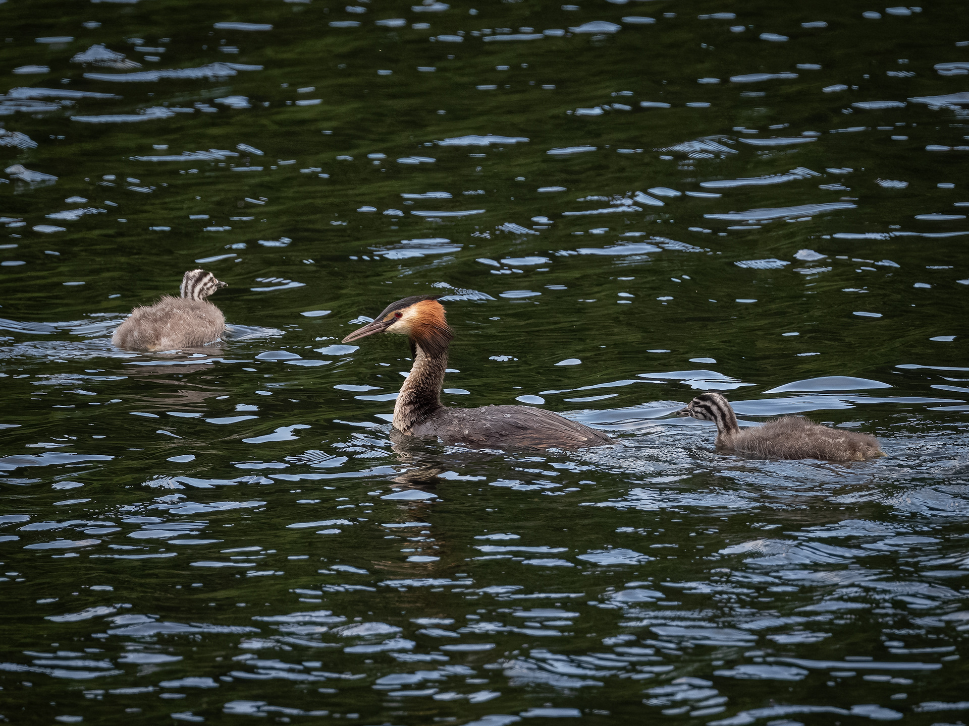 Great Crested Grebe - Blenheim