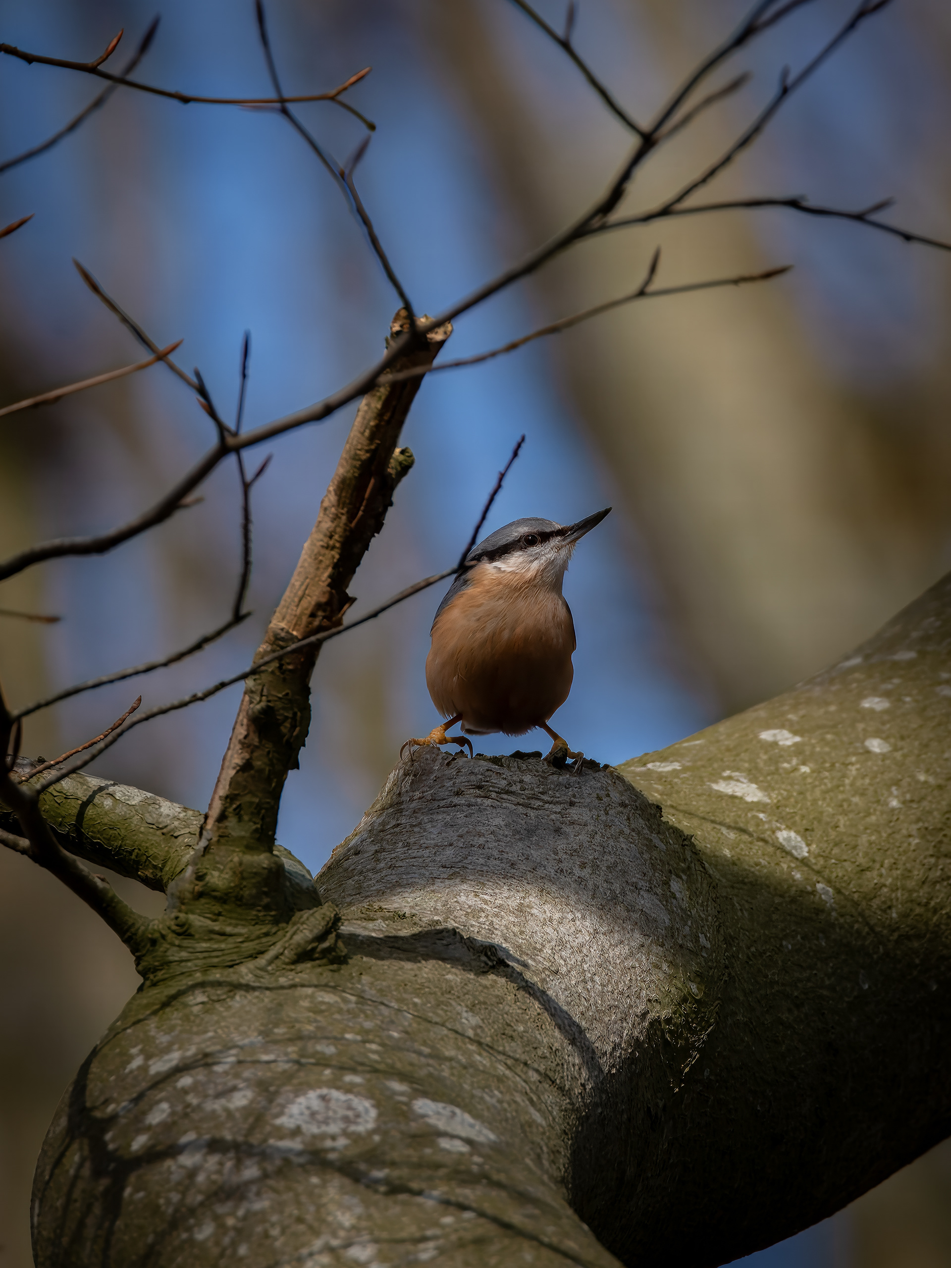 Nuthatch - Chipping Norton