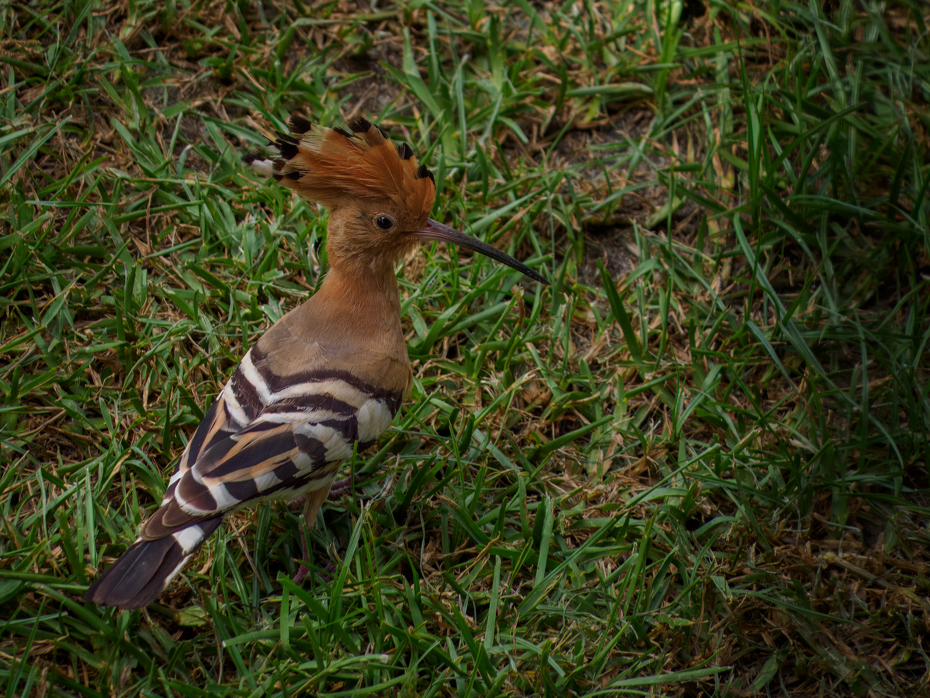 Hoopoe - Puerto Pollensa, Mallorca