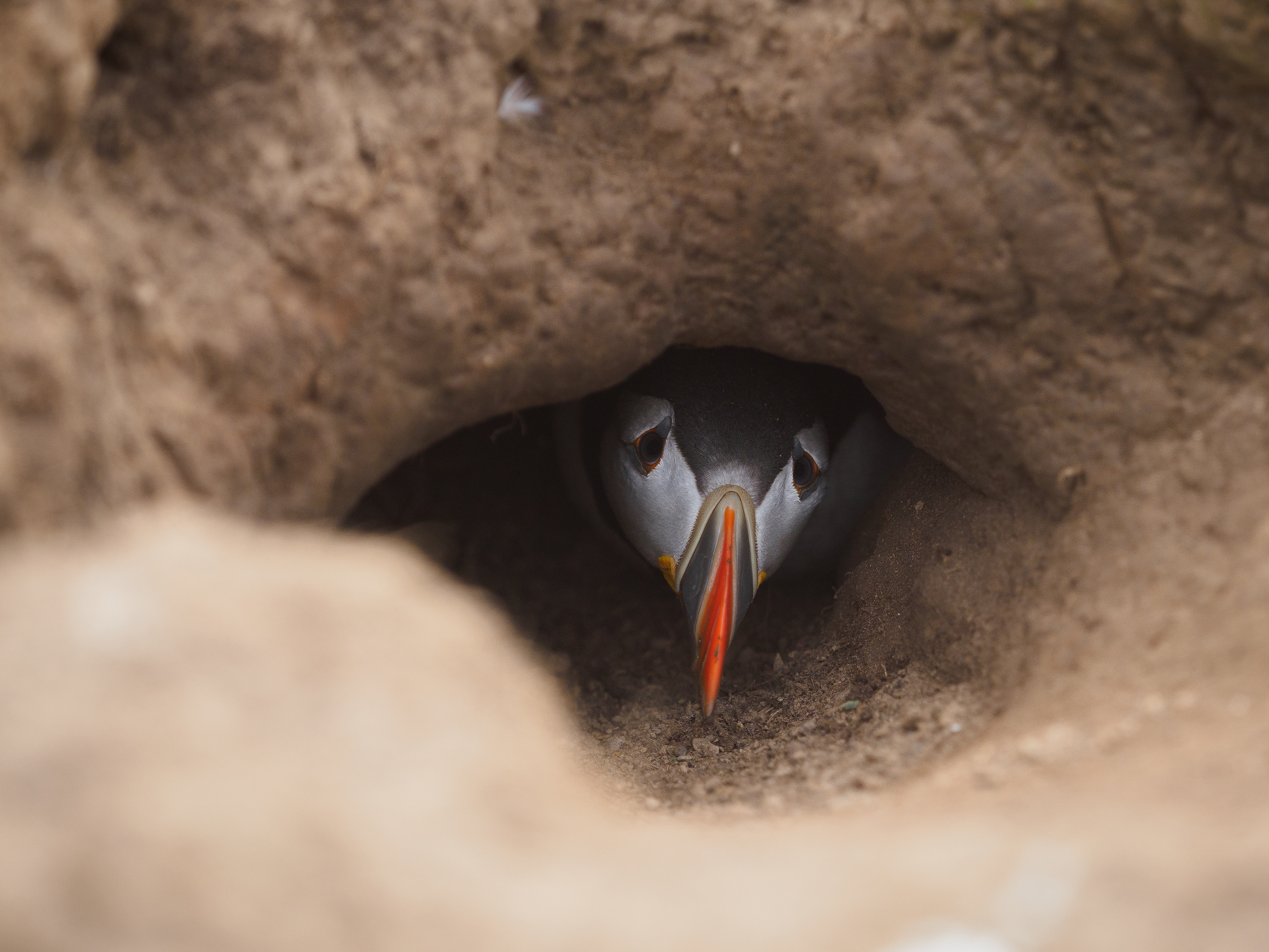 Atlantic Puffin - Skomer Island