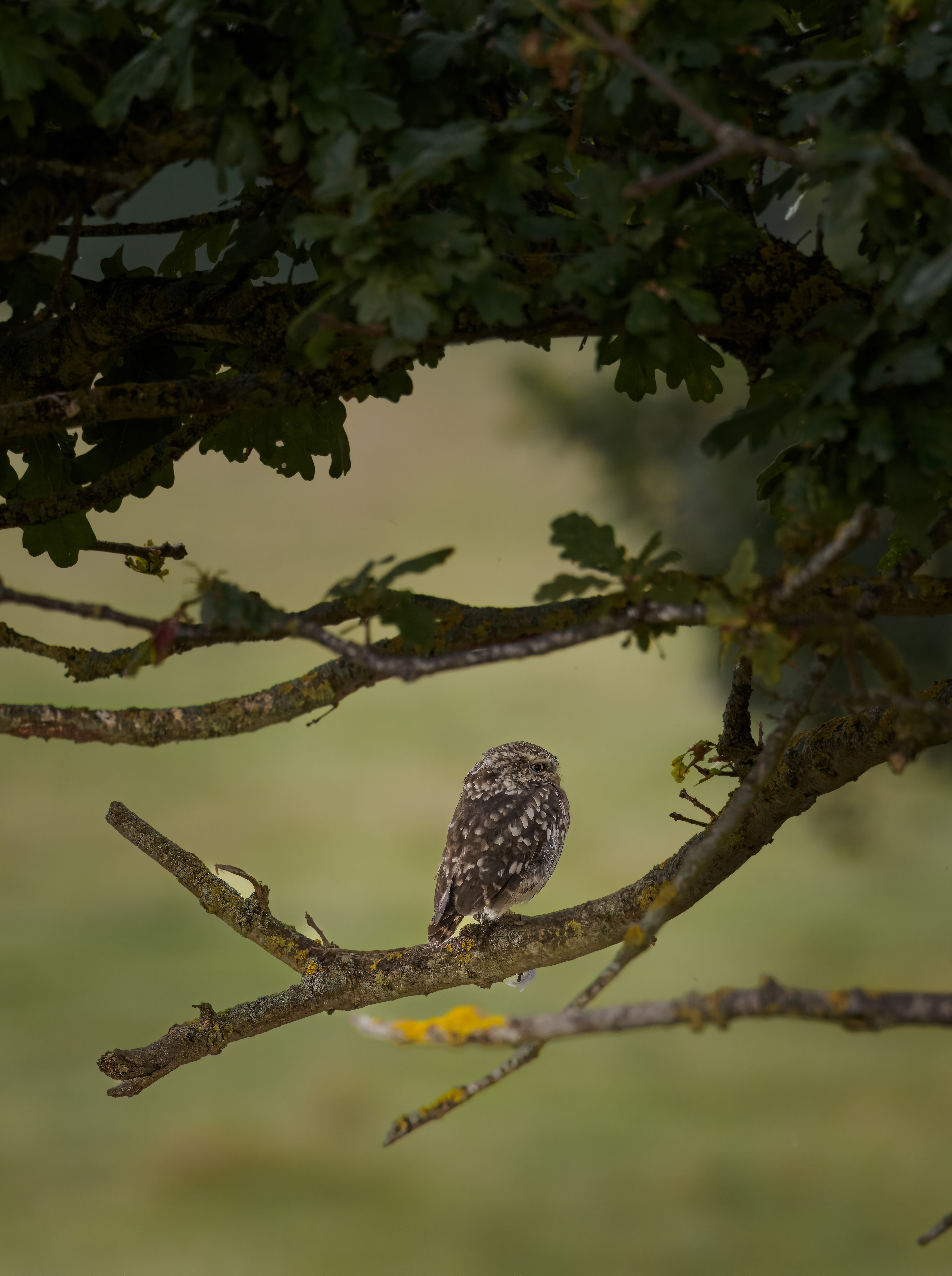 Little Owl - Shipston-on-Stour