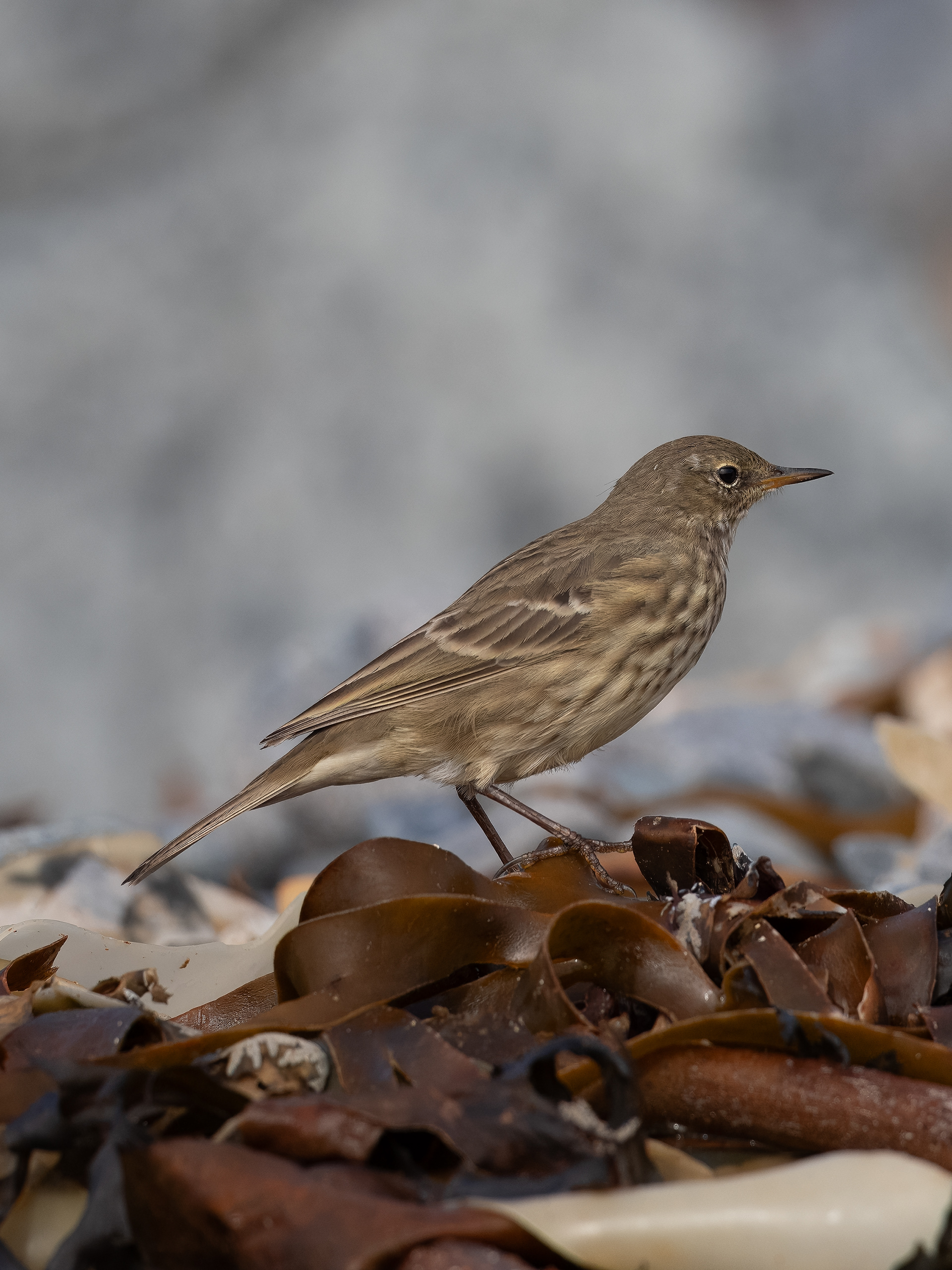Eurasian Rock Pipit - Mousehole