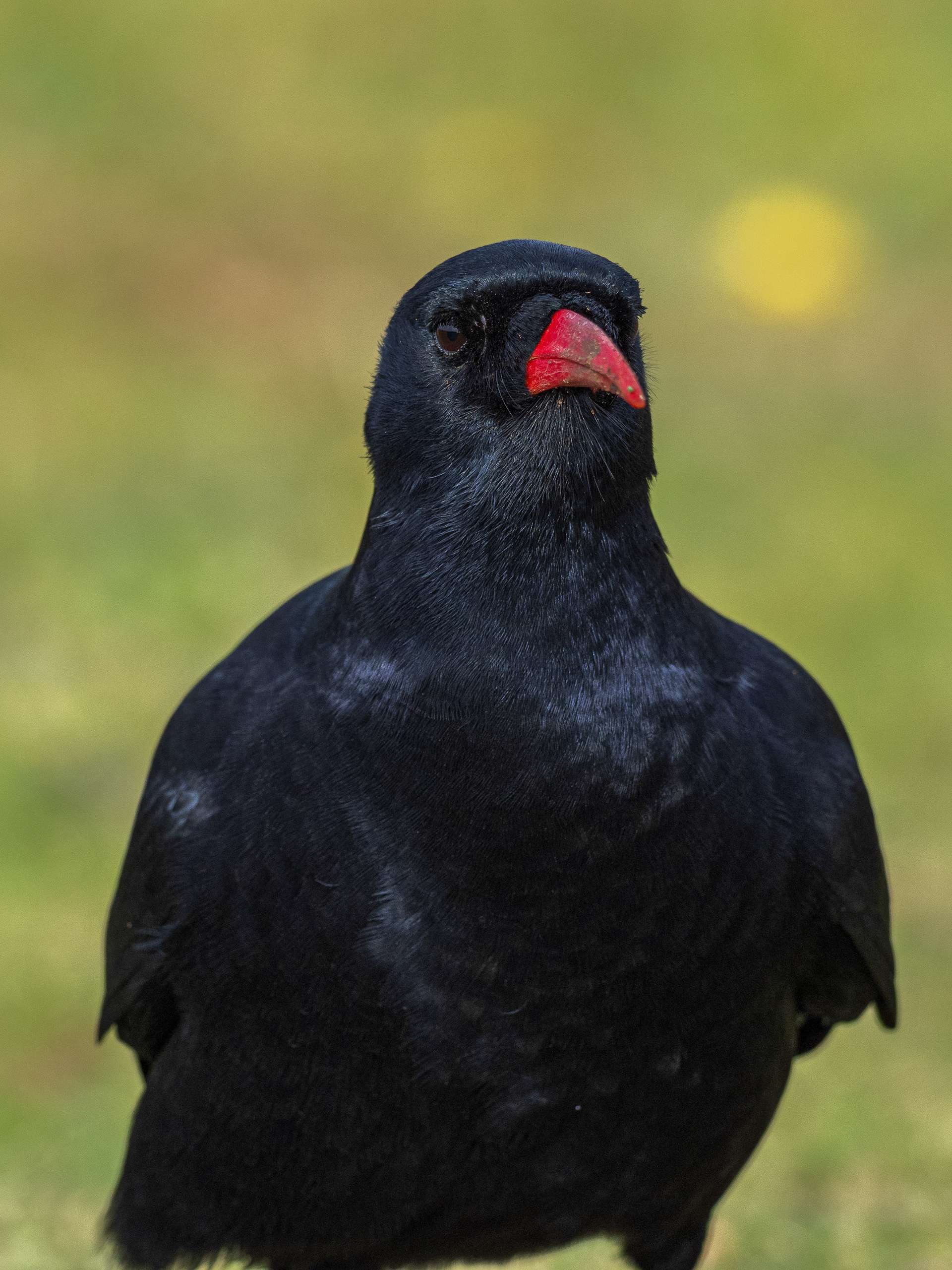 Chough - Land's End