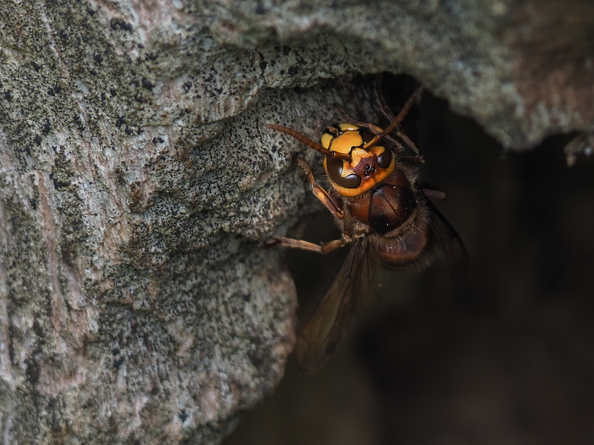 European Hornet - Foxholes