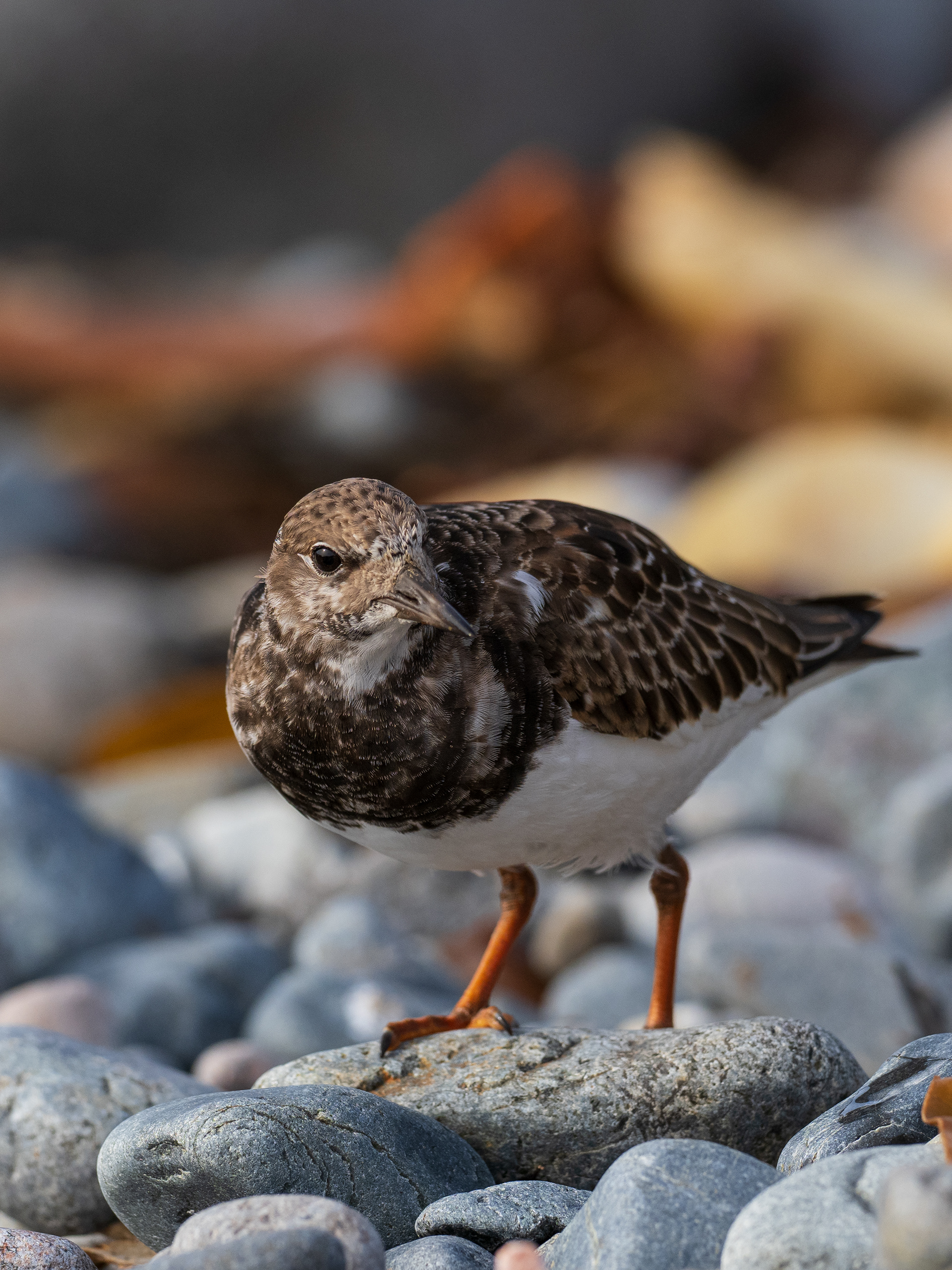 Turnstone - Mousehole