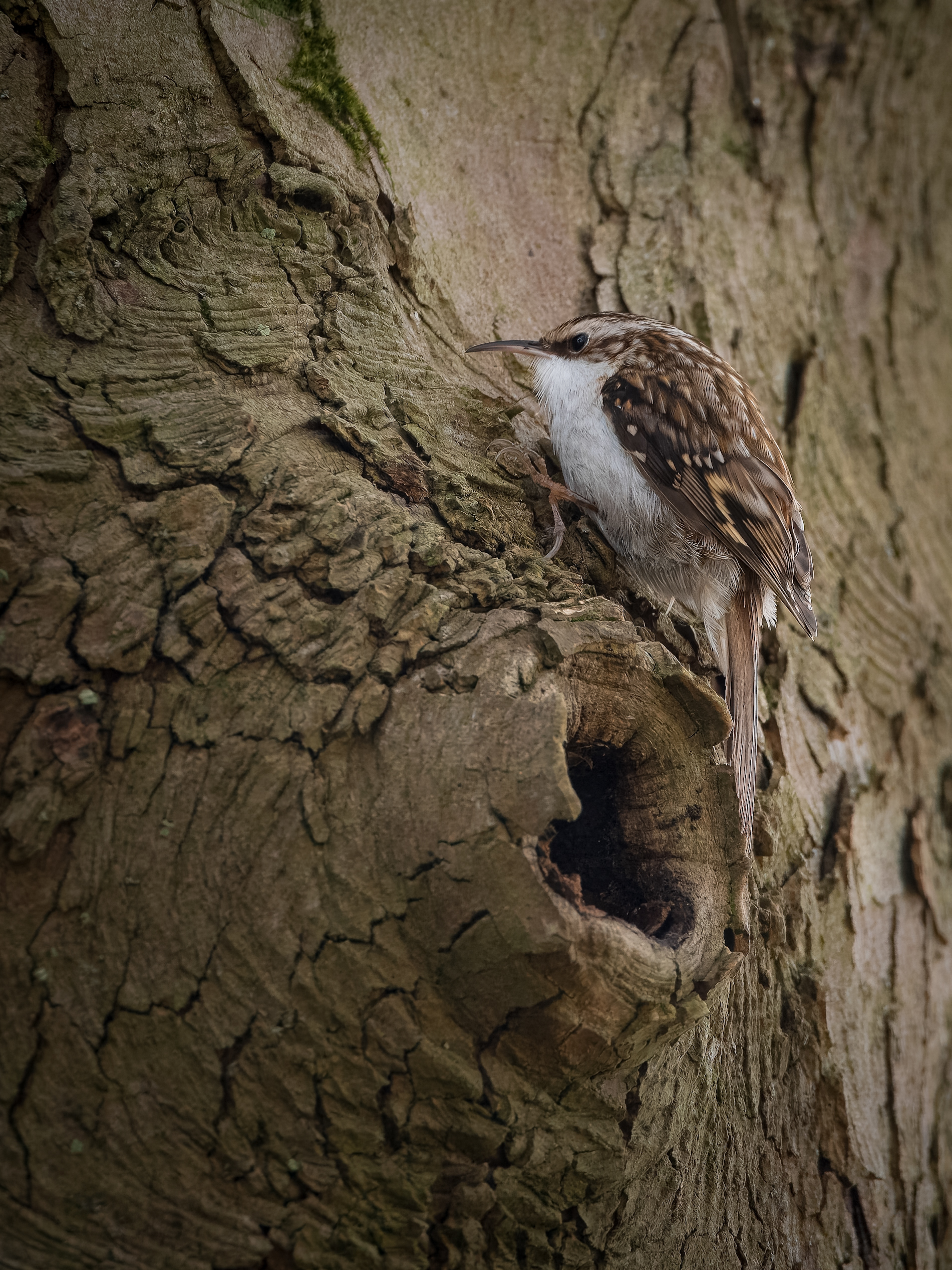 Treecreeper - Chipping Norton