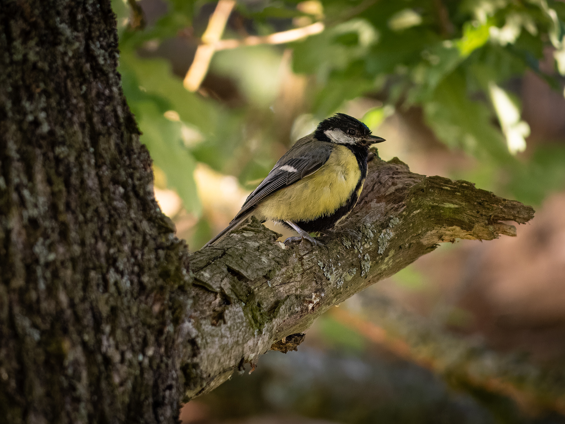 Great Tit - Foxholes
