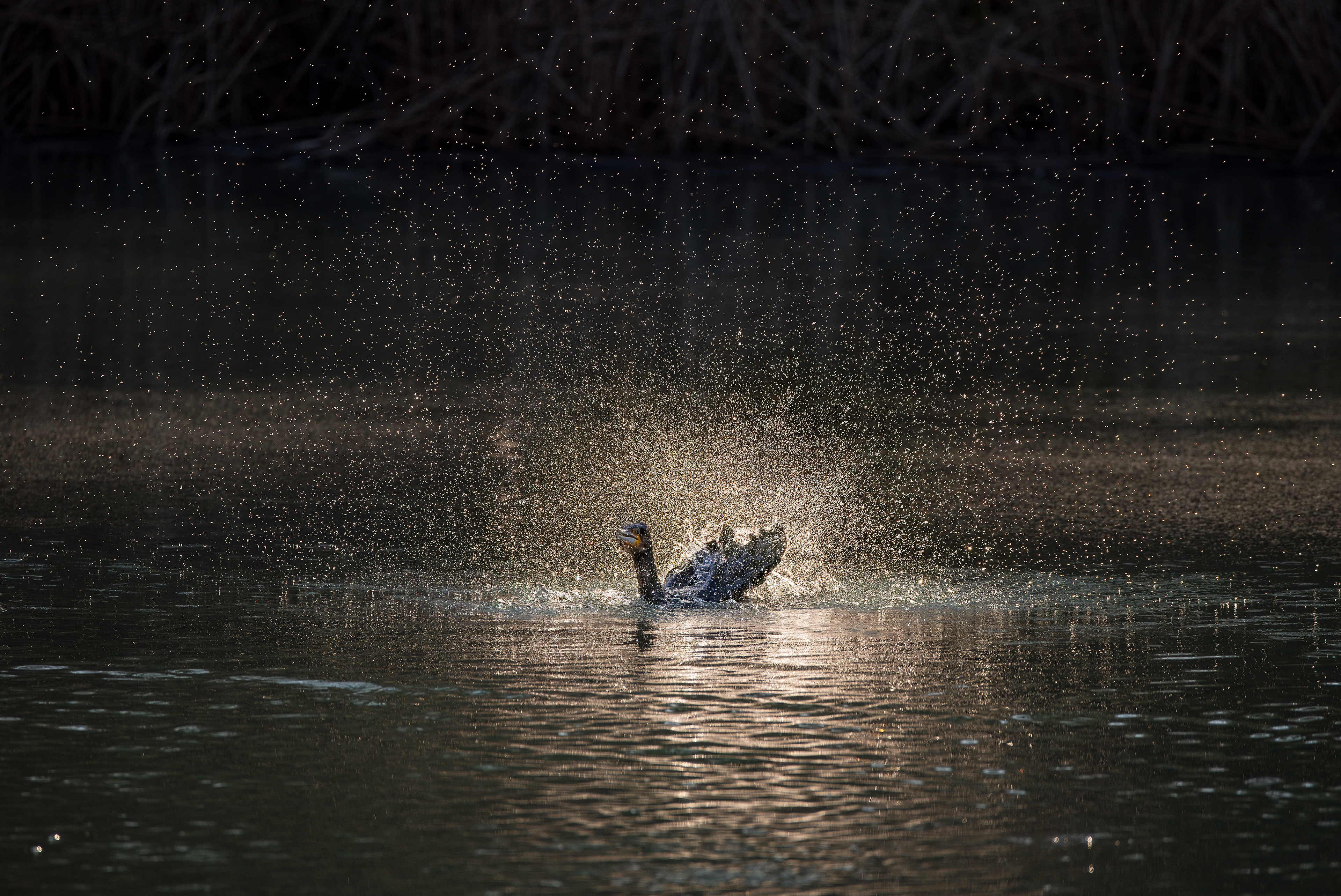 Cormorant - Blenheim