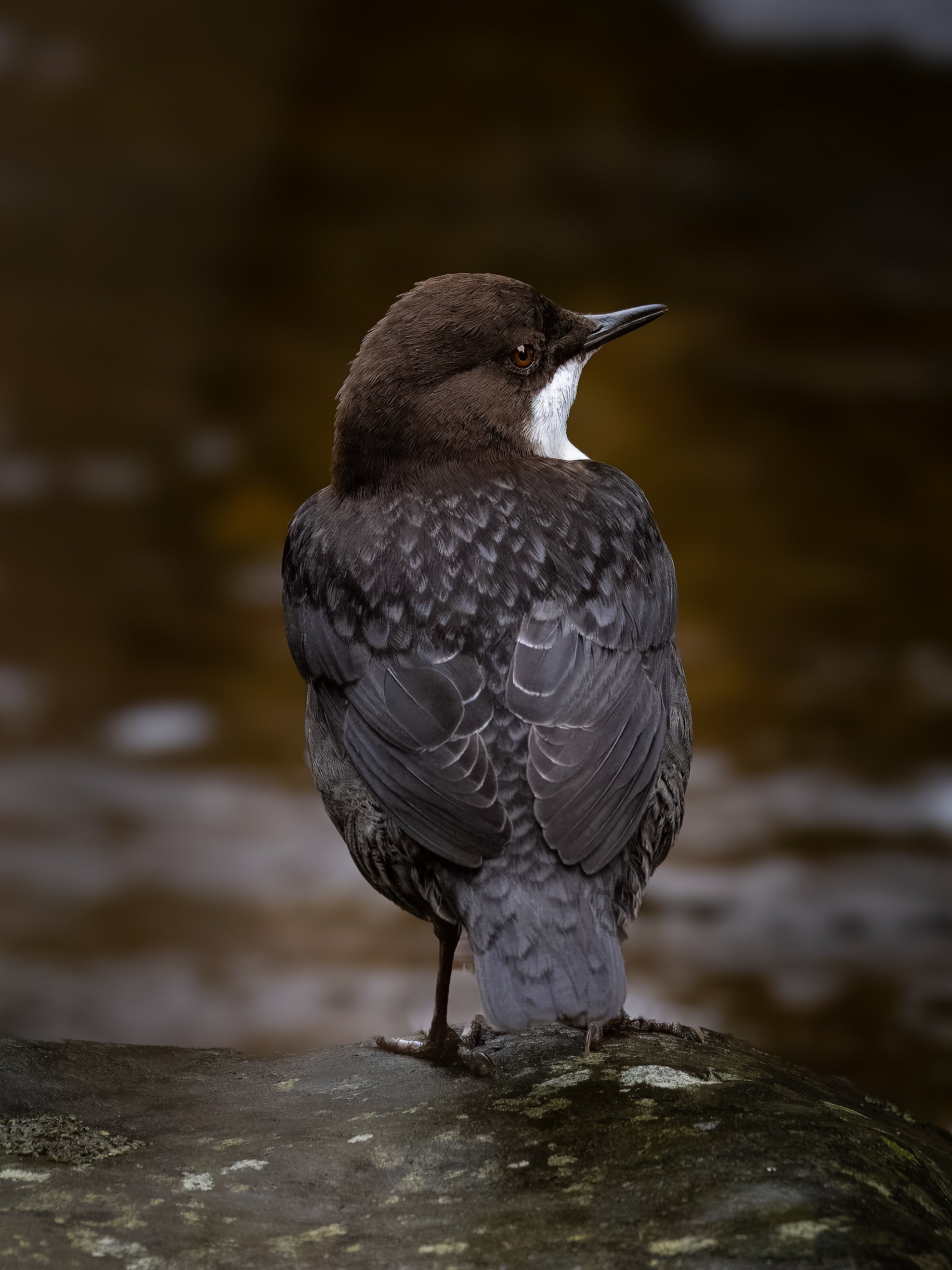 White Throated Dipper - Lynmouth