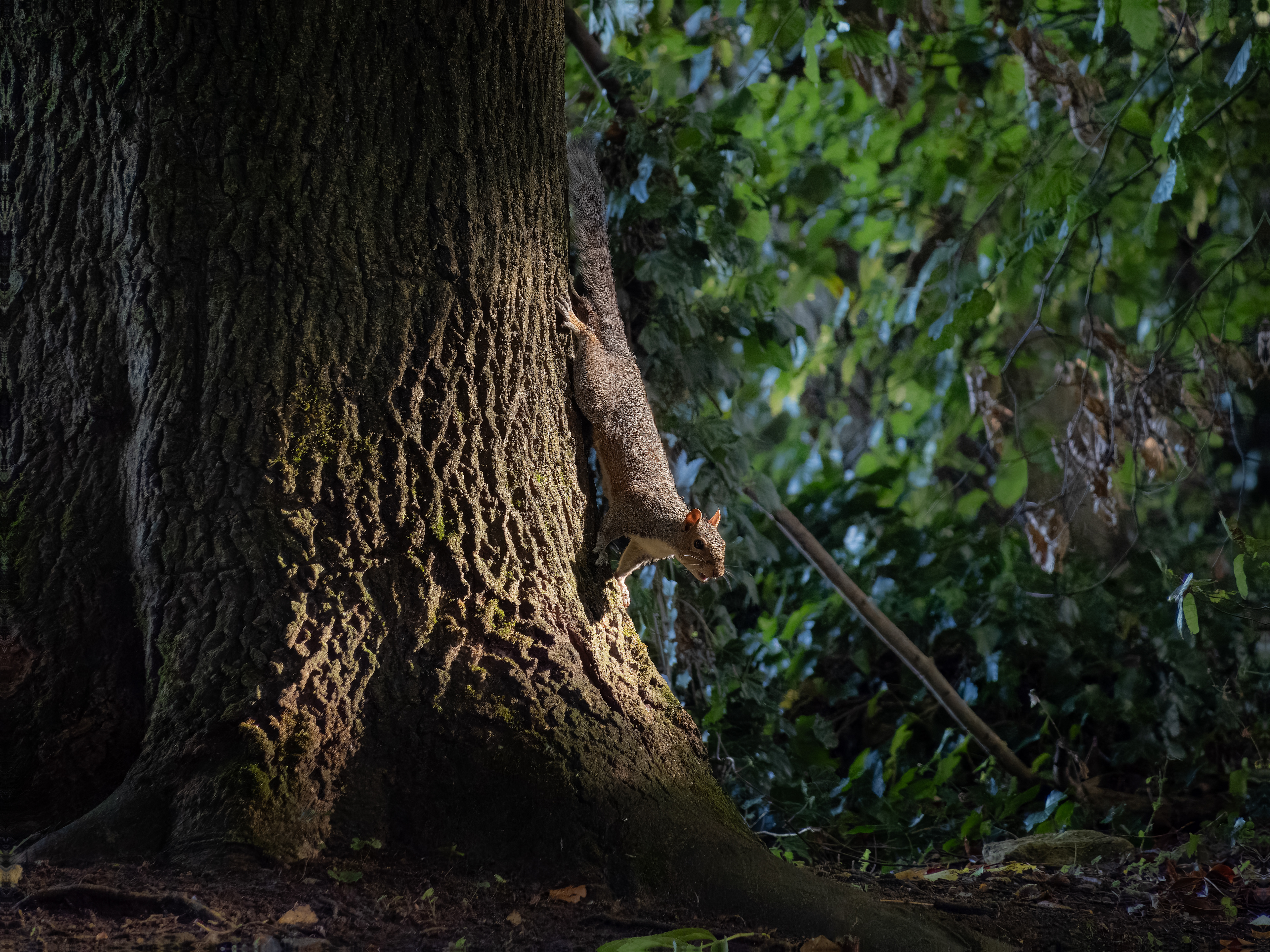 Grey Squirrel - Chipping Norton
