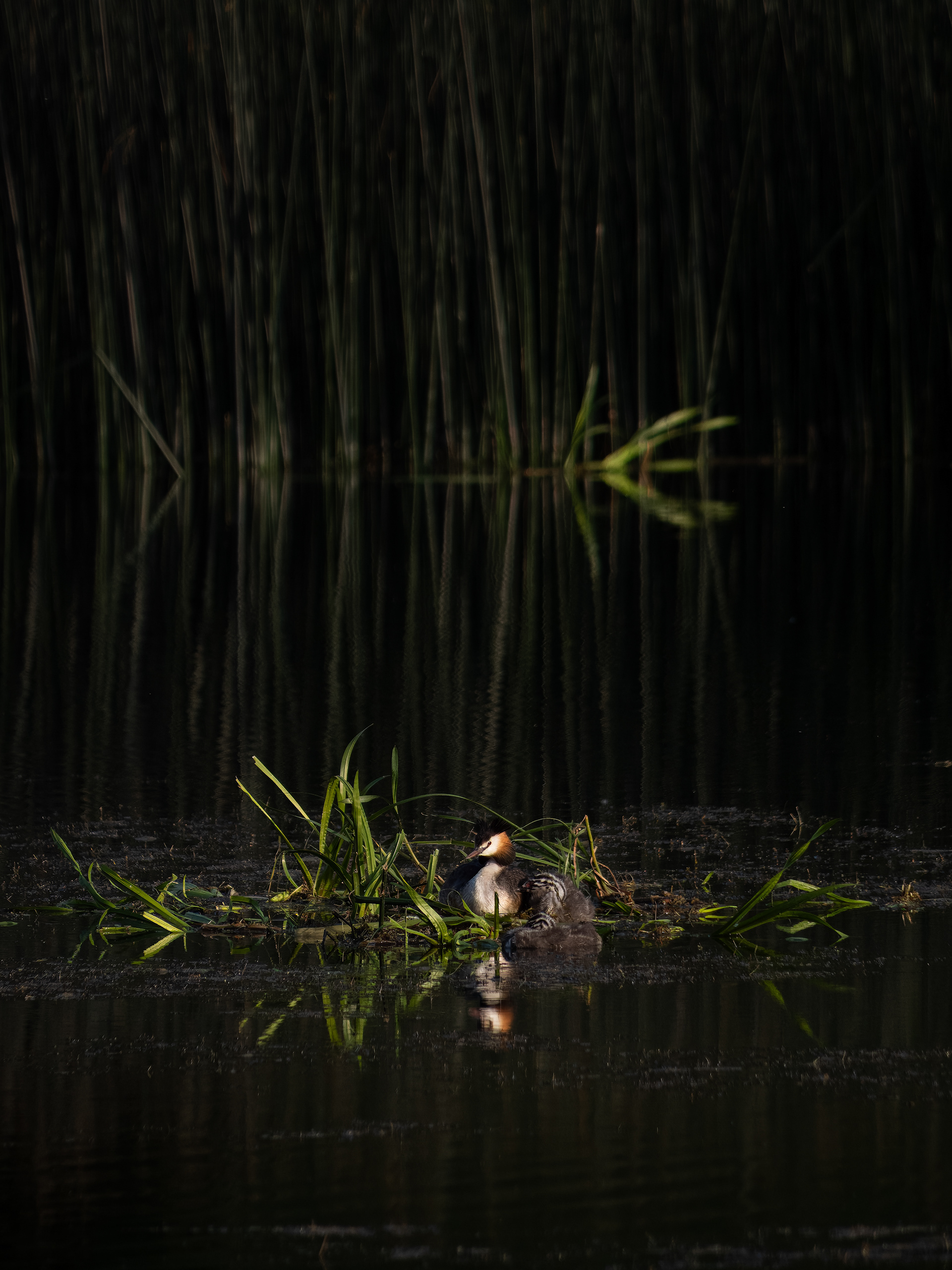 Great Crested Grebe = Blenheim