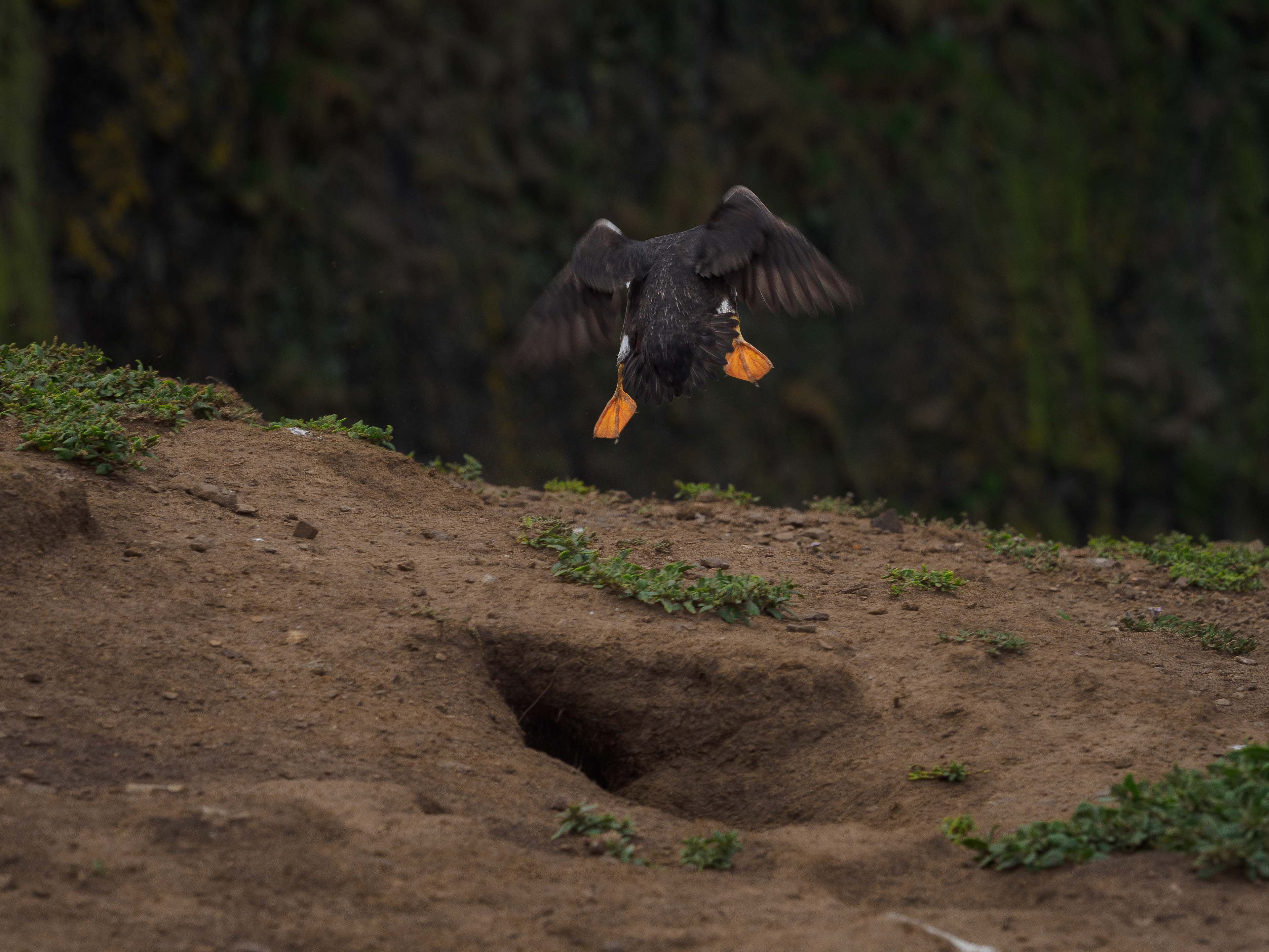 Atlantic Puffin - Skomer Island