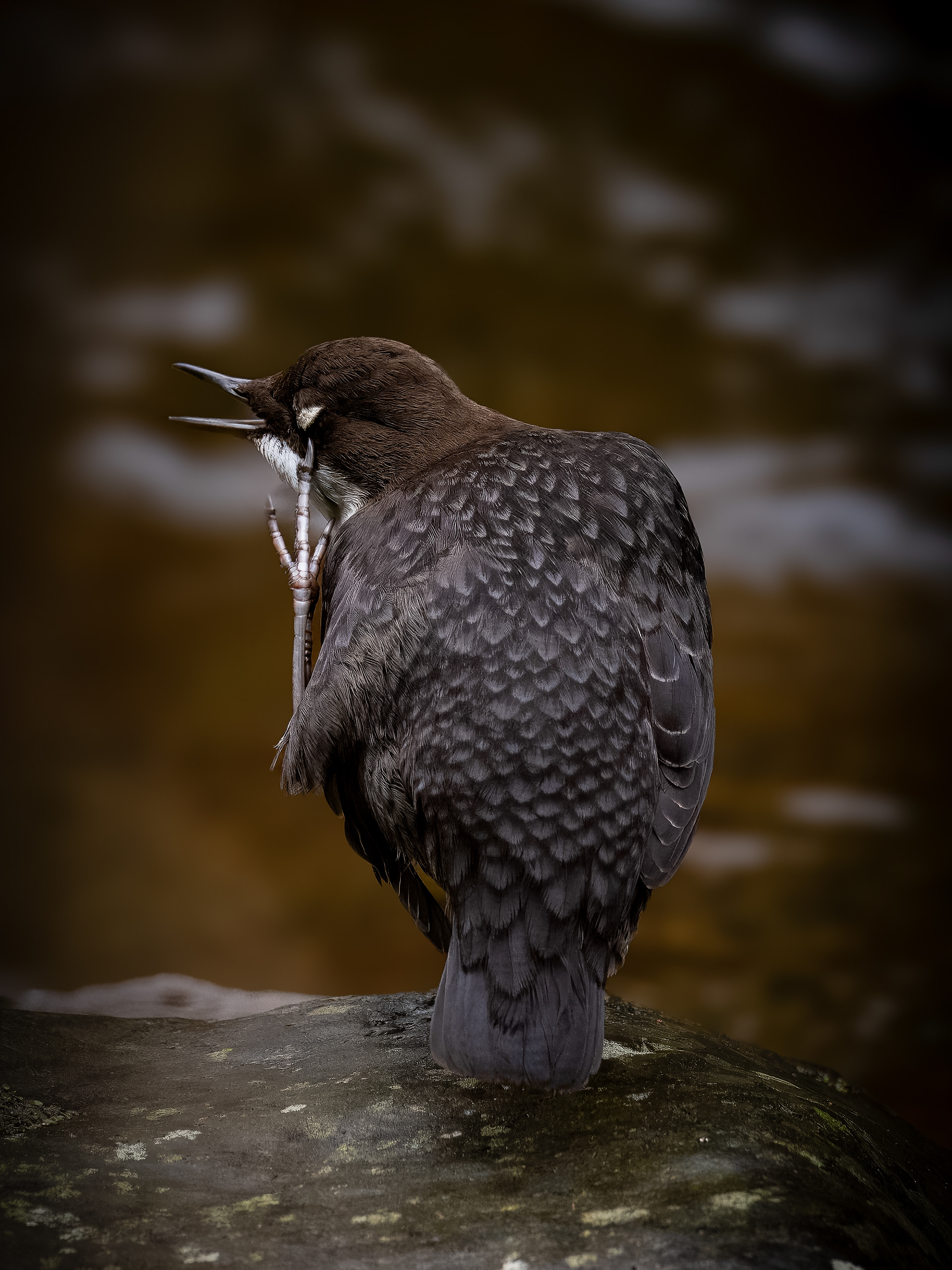 White Throated Dipper - Lynmouth