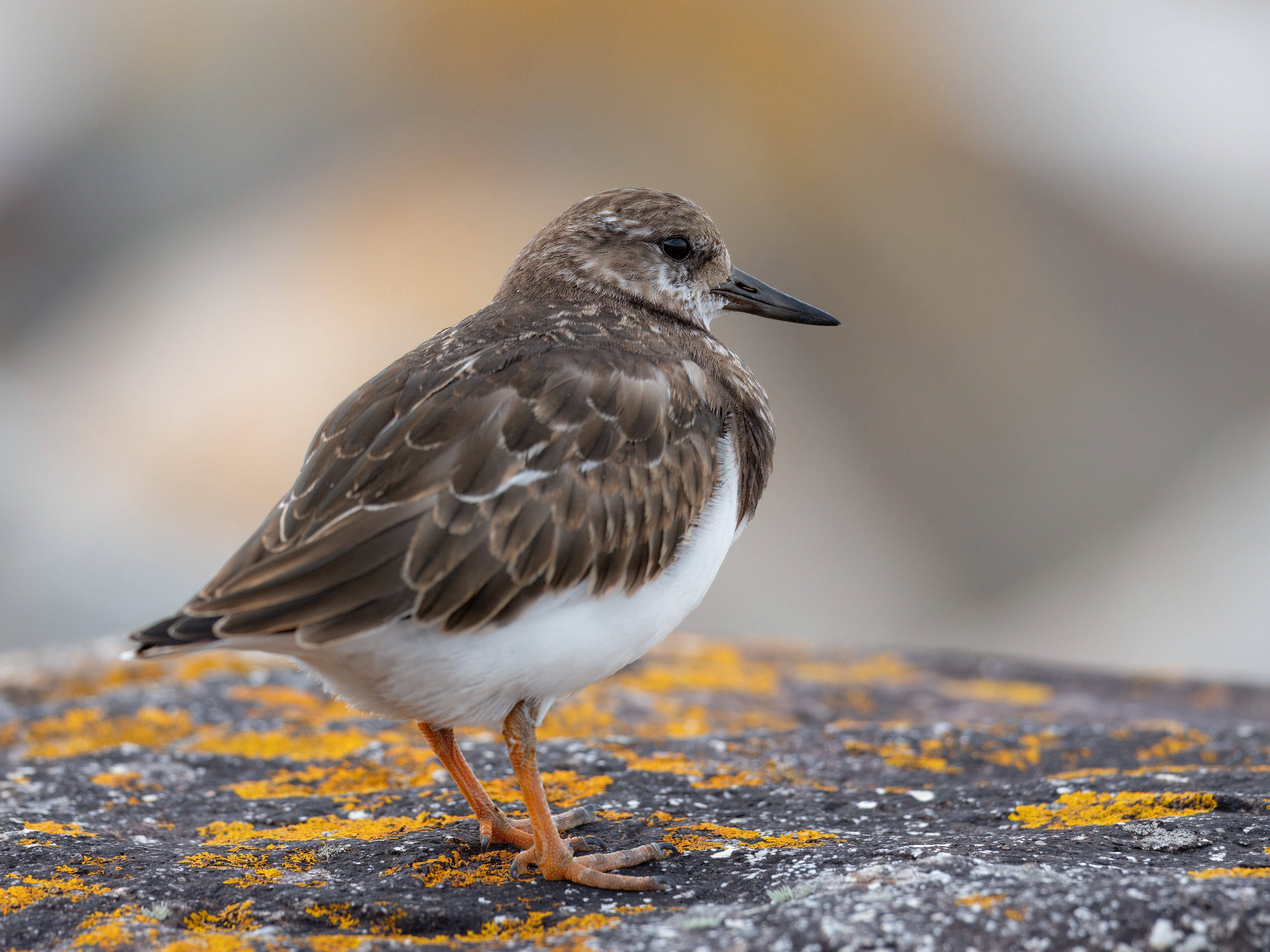 Turnstone - Mousehole