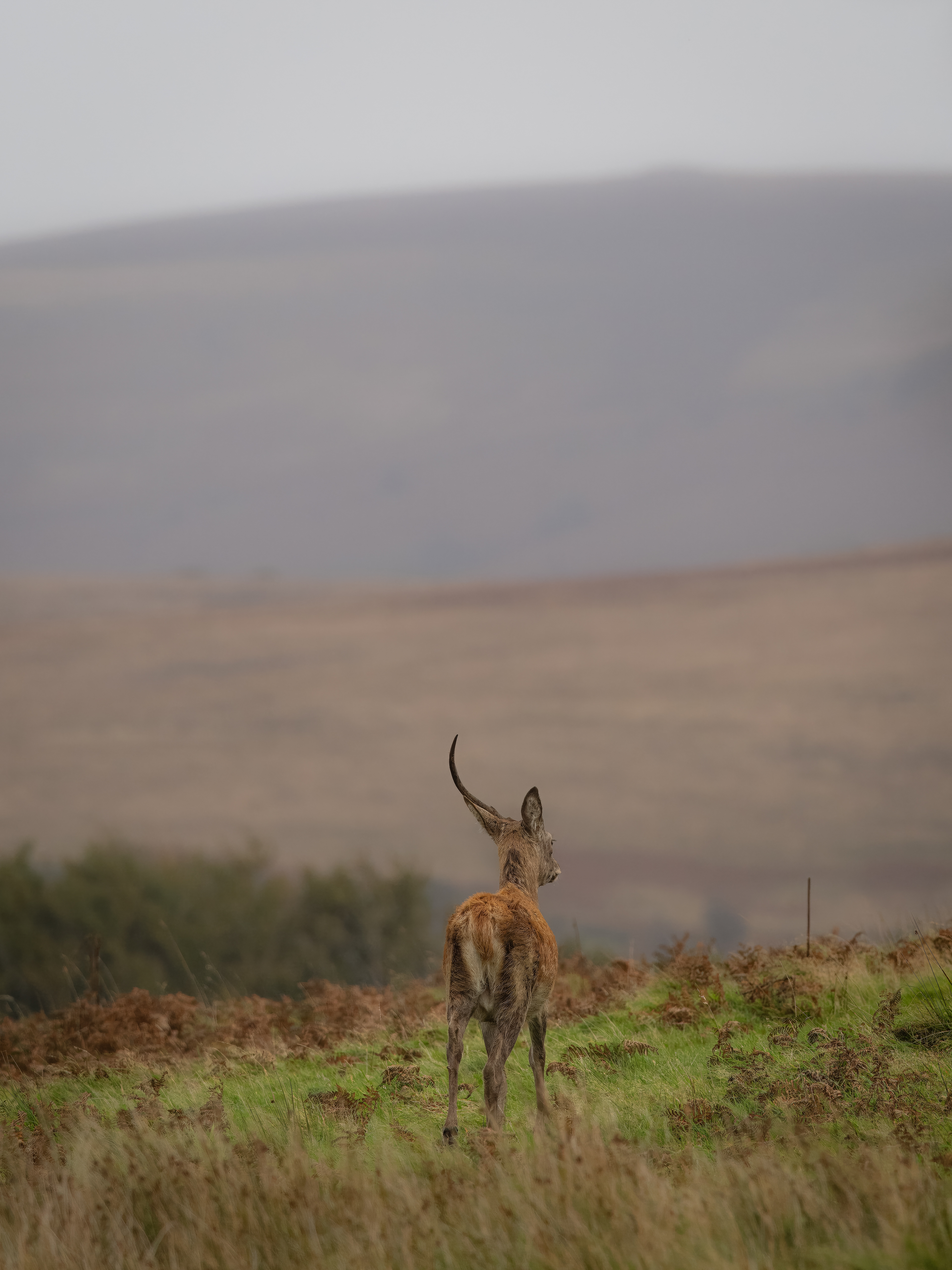 Red Deer - Exmoor
