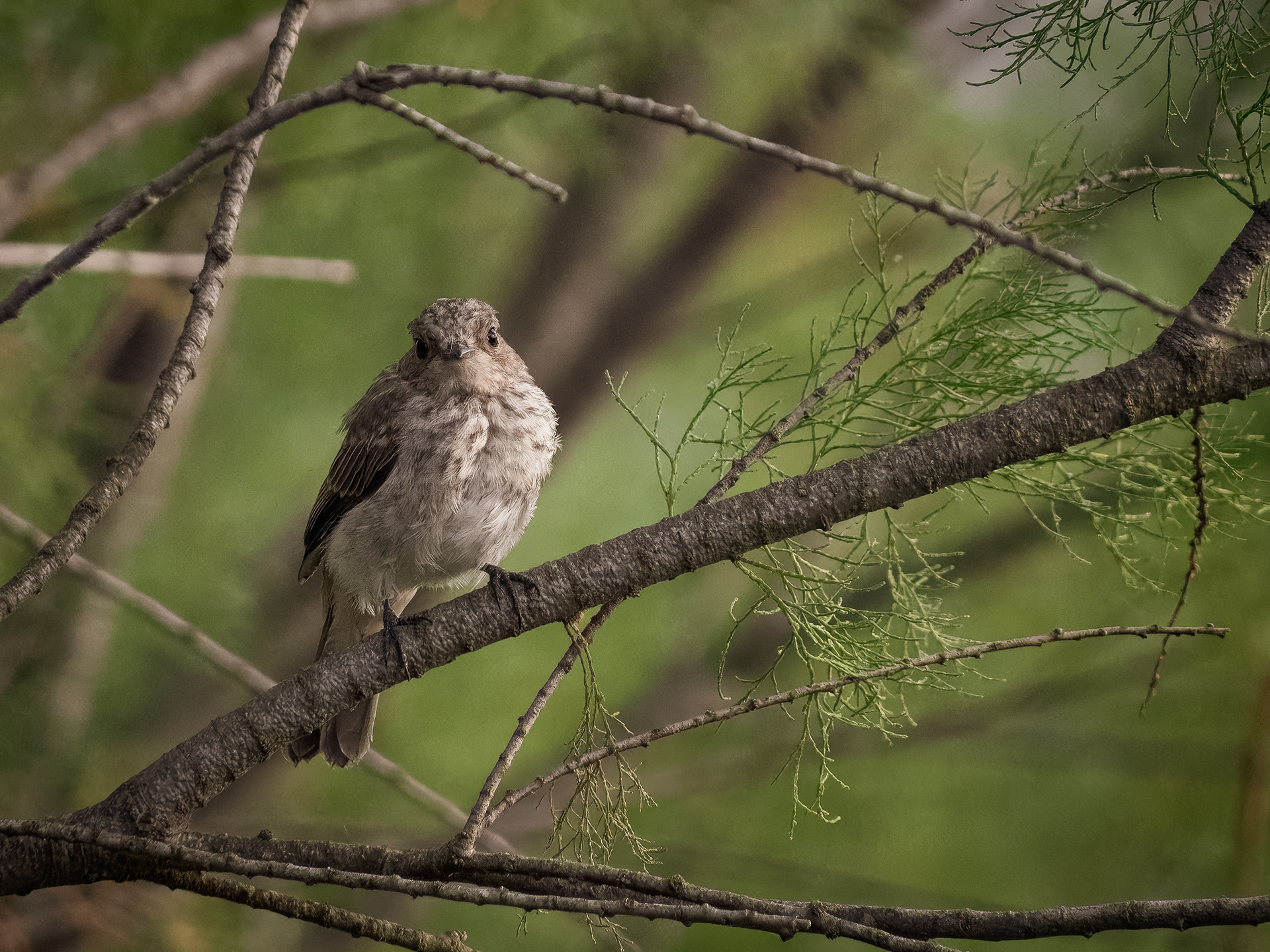 Spotted Flycatcher - Puerto Pollensa, Mallorca