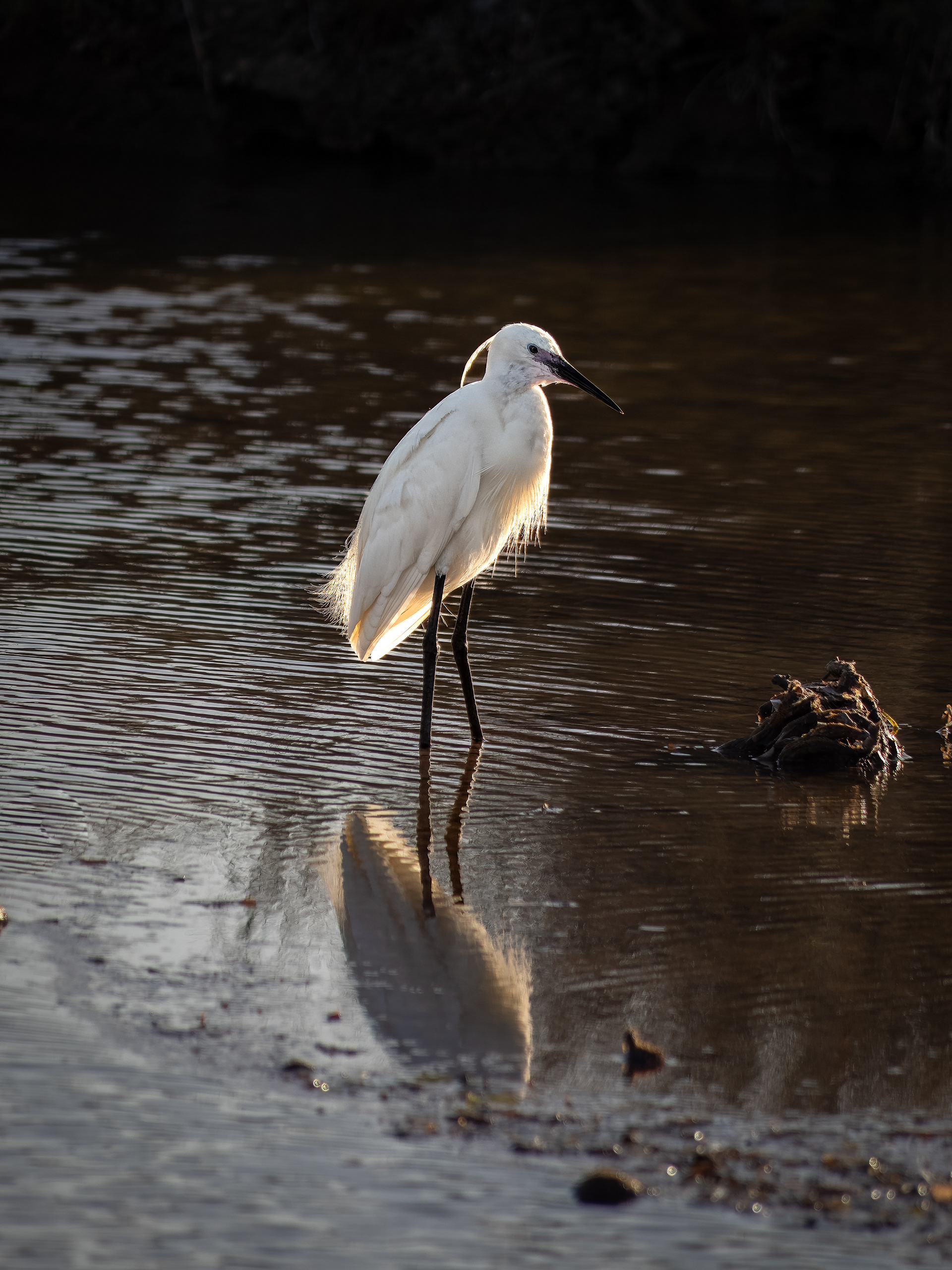 Little Egret - Puerto Pollensa, Mallorca