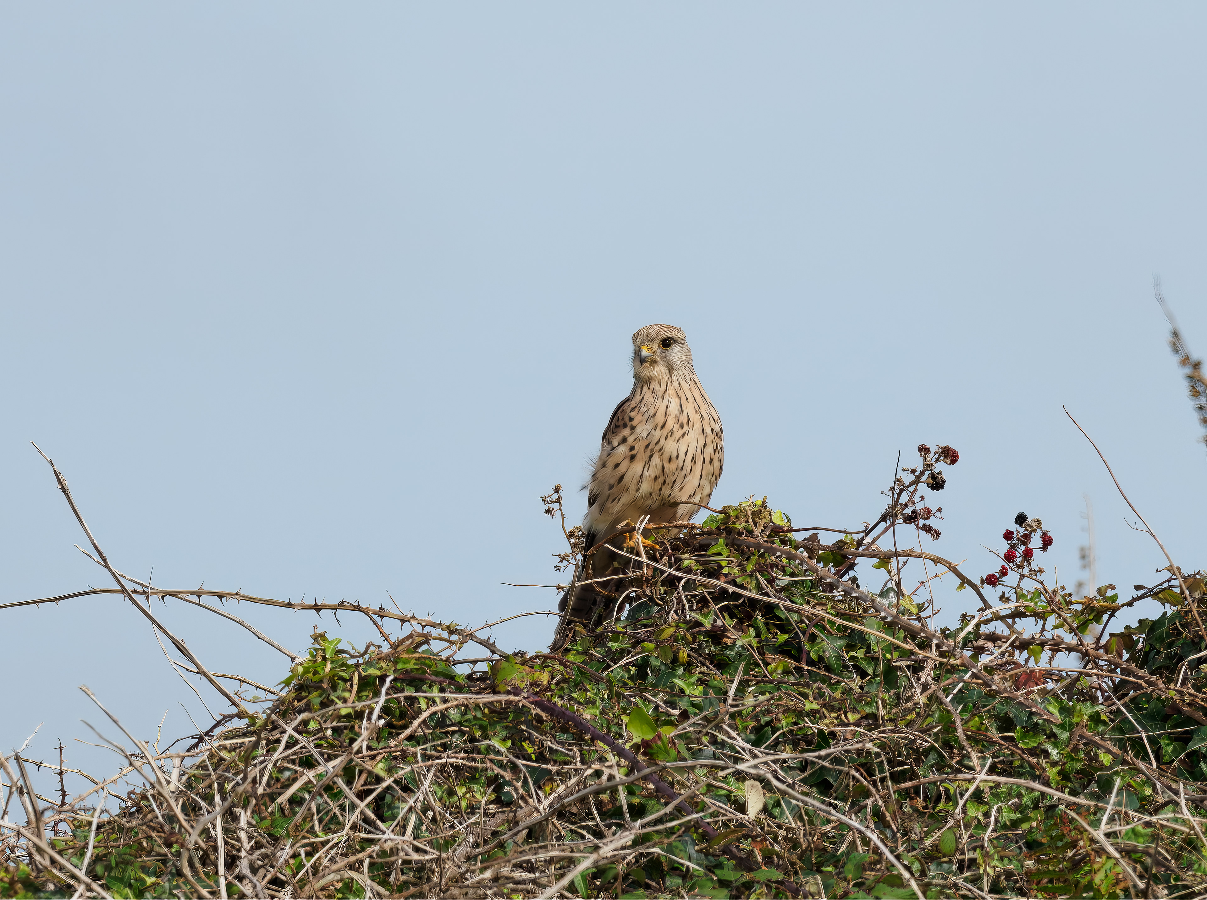 Kestrel - Land's End