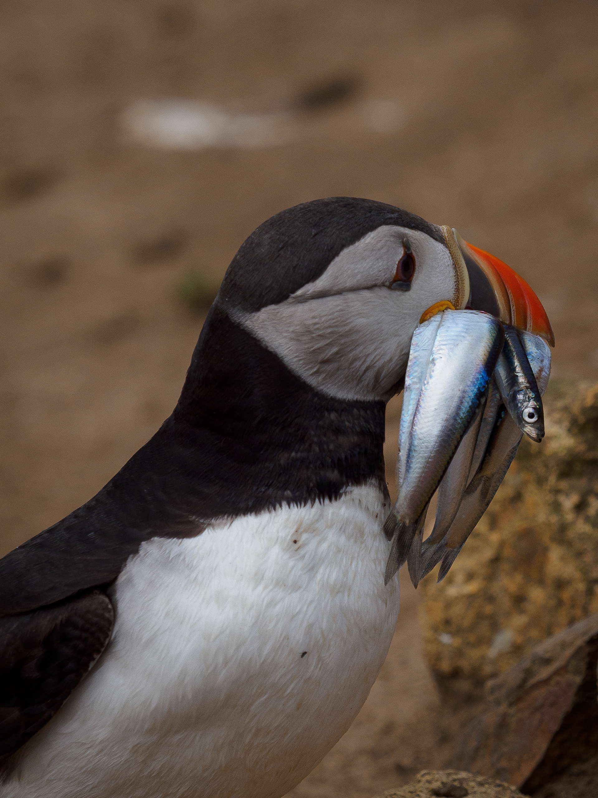 Atlantic Puffin - Skomer Island