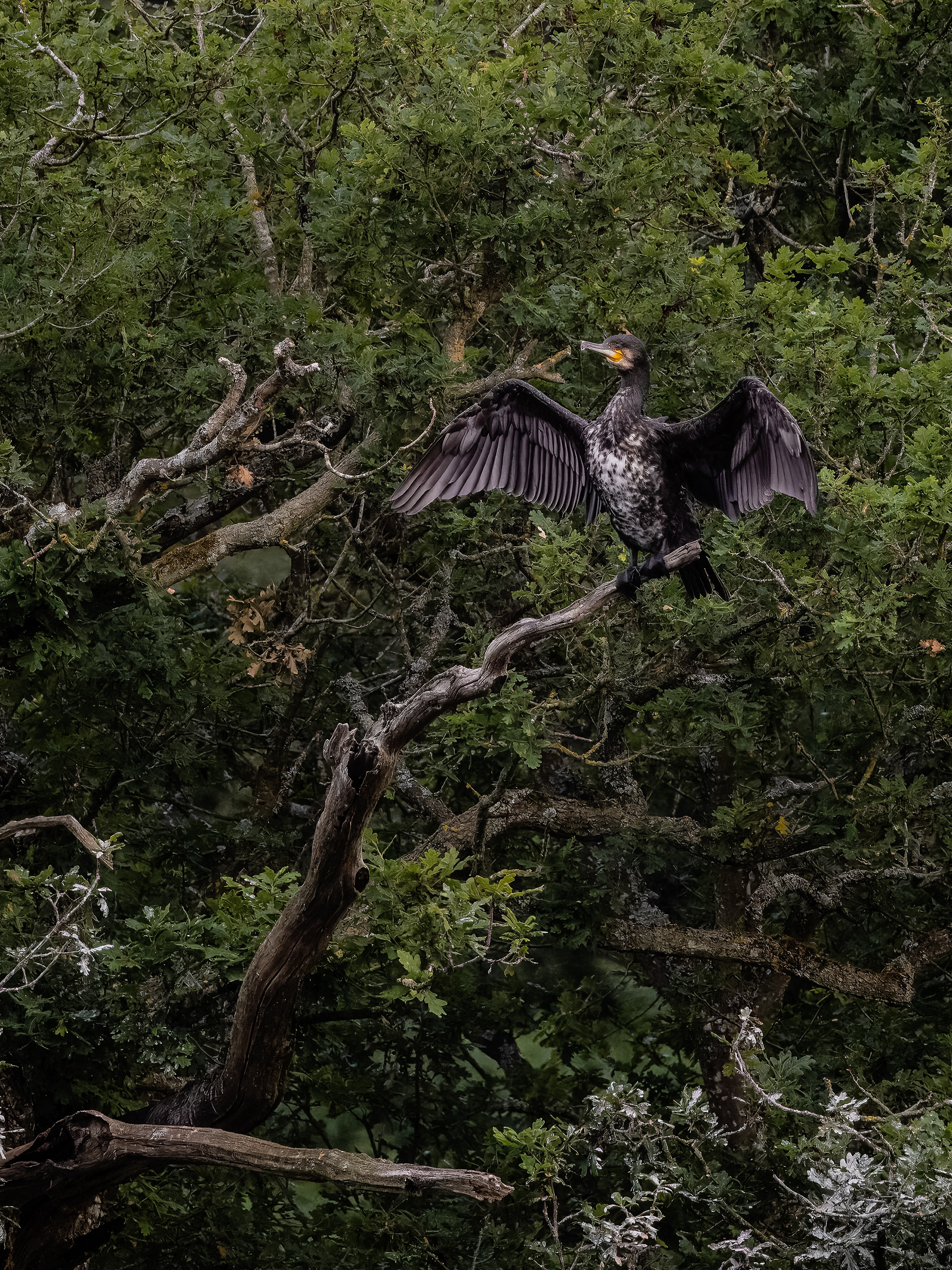 Cormorant - Blenheim