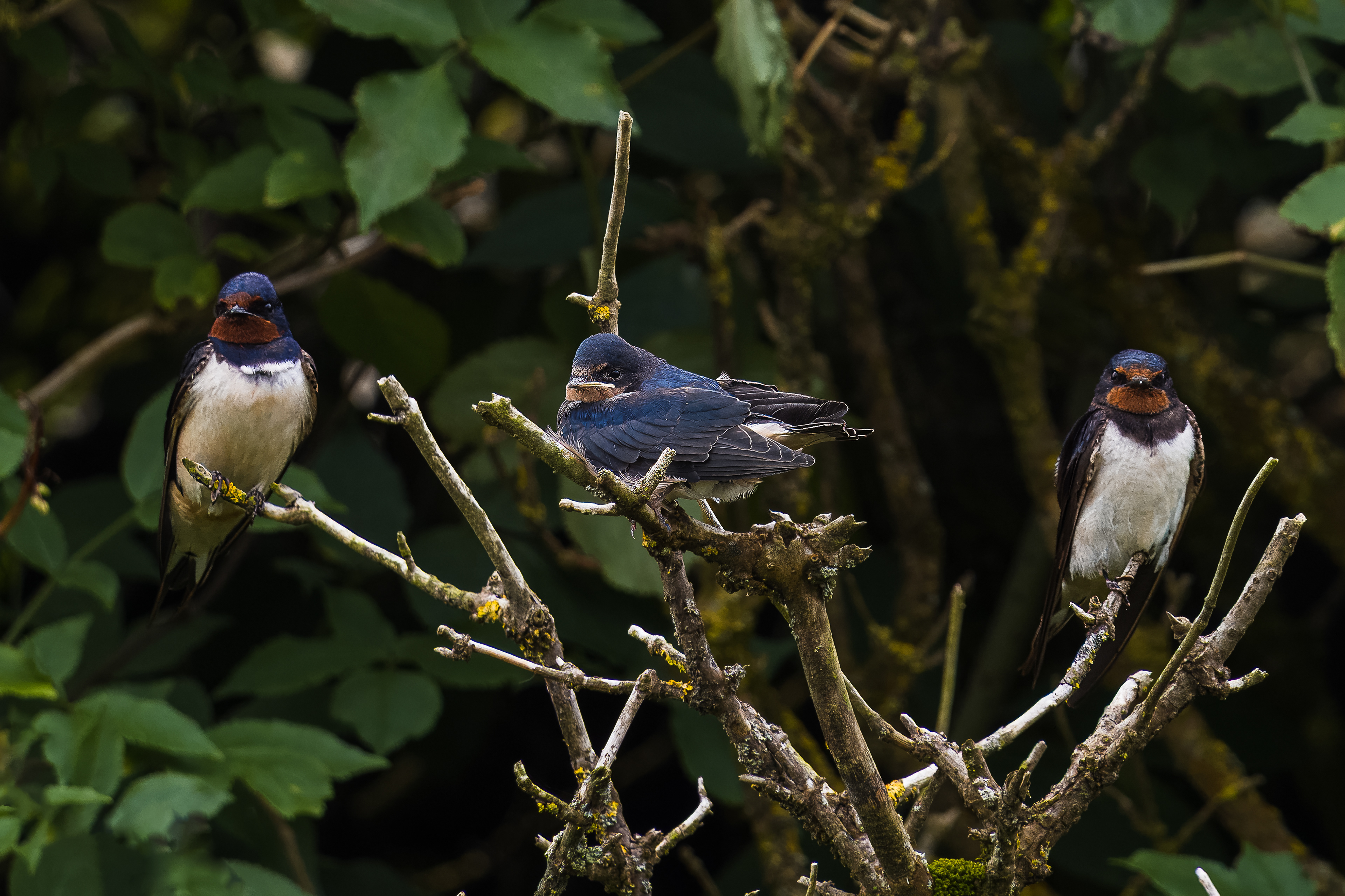 Barn Swallows - Skomer Island