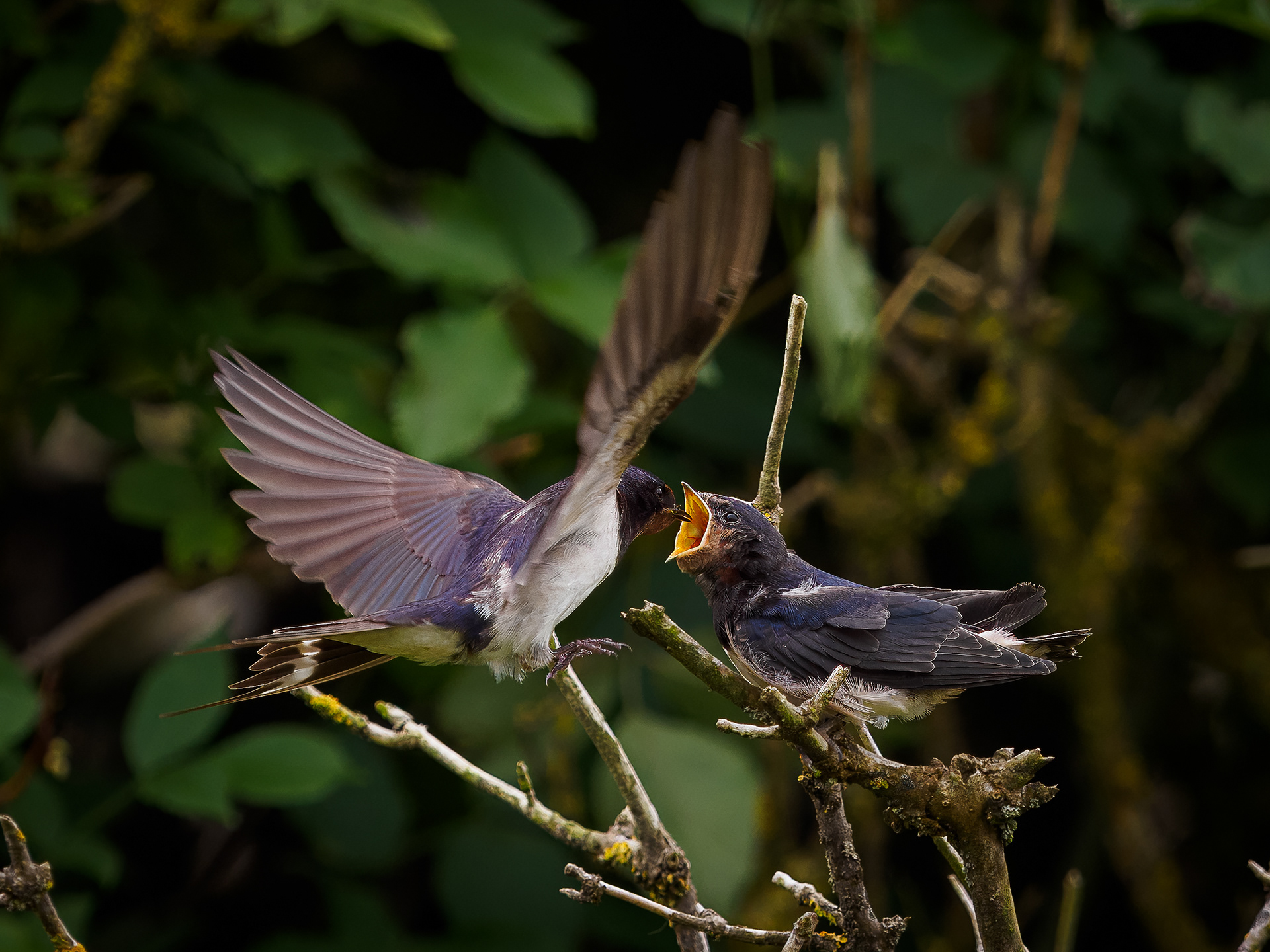 Barn Swallow feeding - Skomer Island