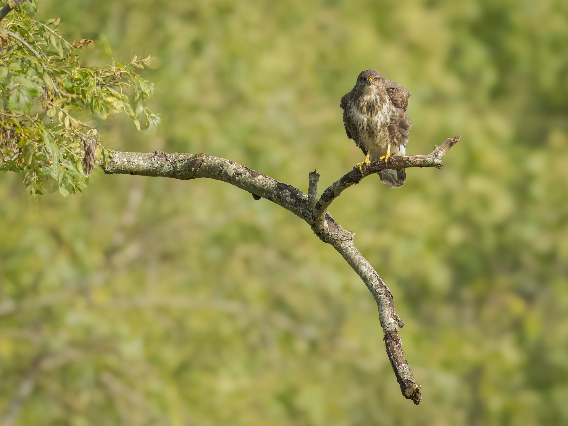 Buzzard - Chipping Norton