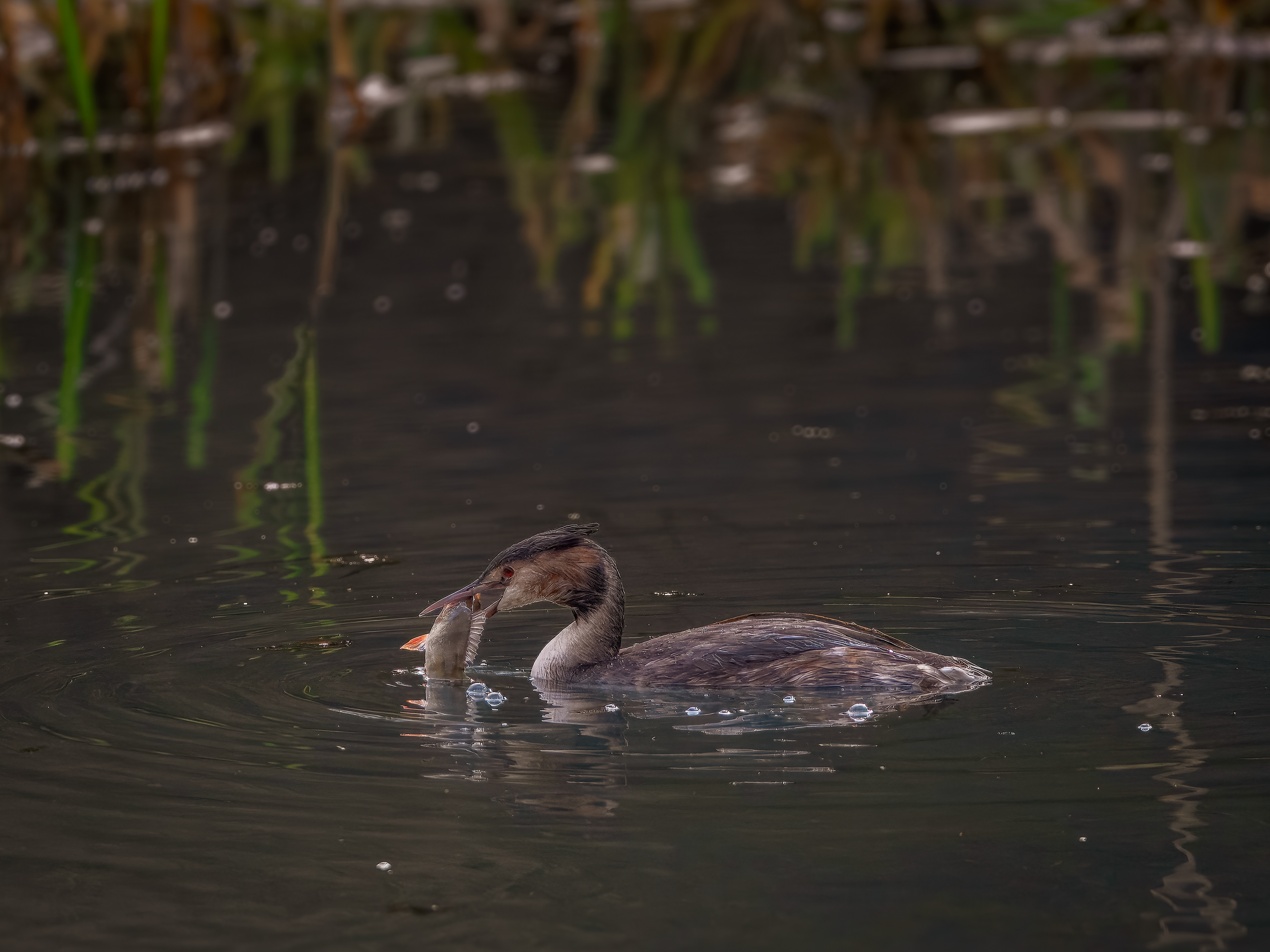 Great Crested Grebe - Blenheim