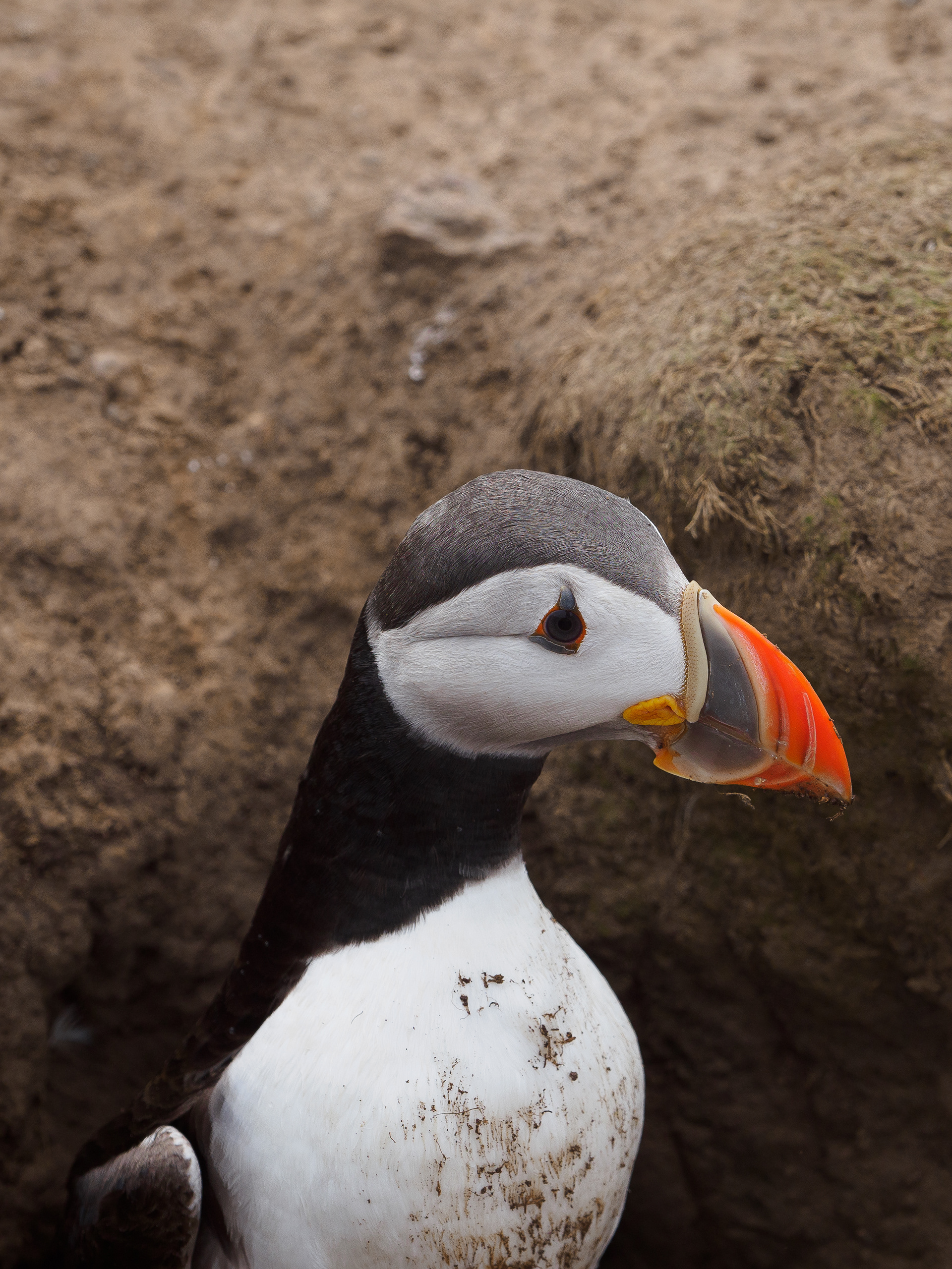 Atlantic Puffin - Skomer Island