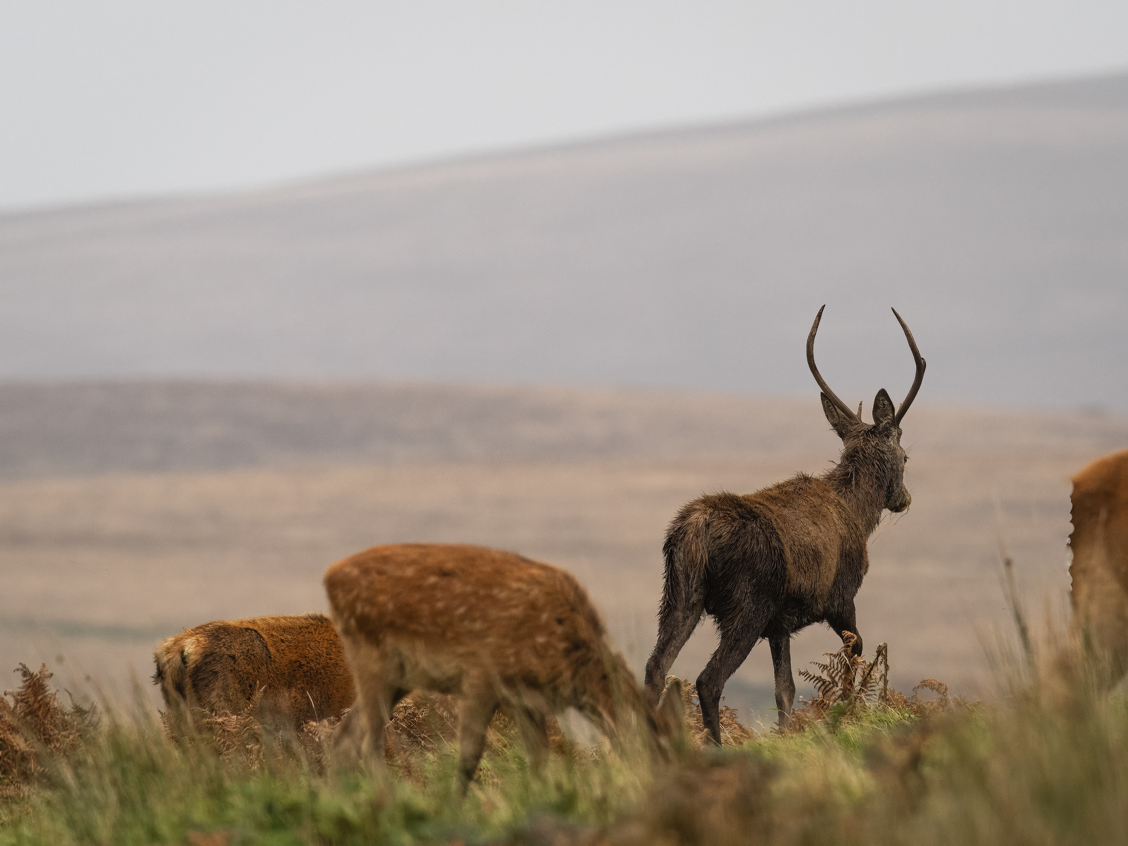 Red Deer - Exmoor