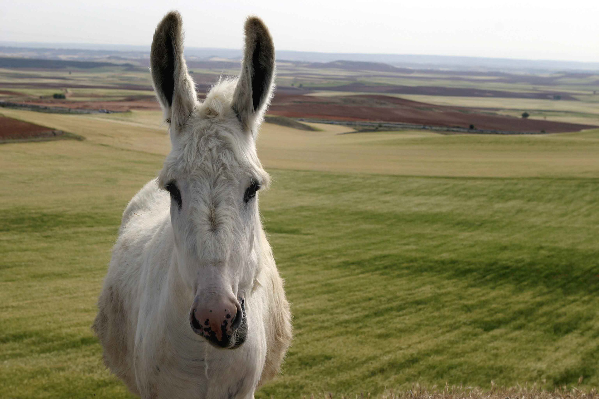 Burro en los campos de pan llevar de Castillo de Garcimuñoz, donde Jorge Manrique fue herido de muerte el 24 de abril de 1479.