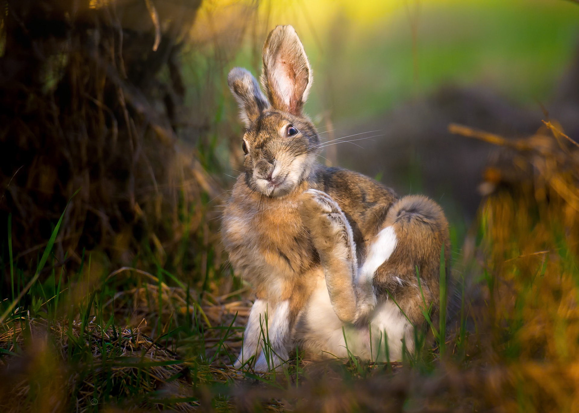 500px Photo ID: 107002607 - Alot of kissy noises and some belly crawling to get about 12 feet from this rabbit.