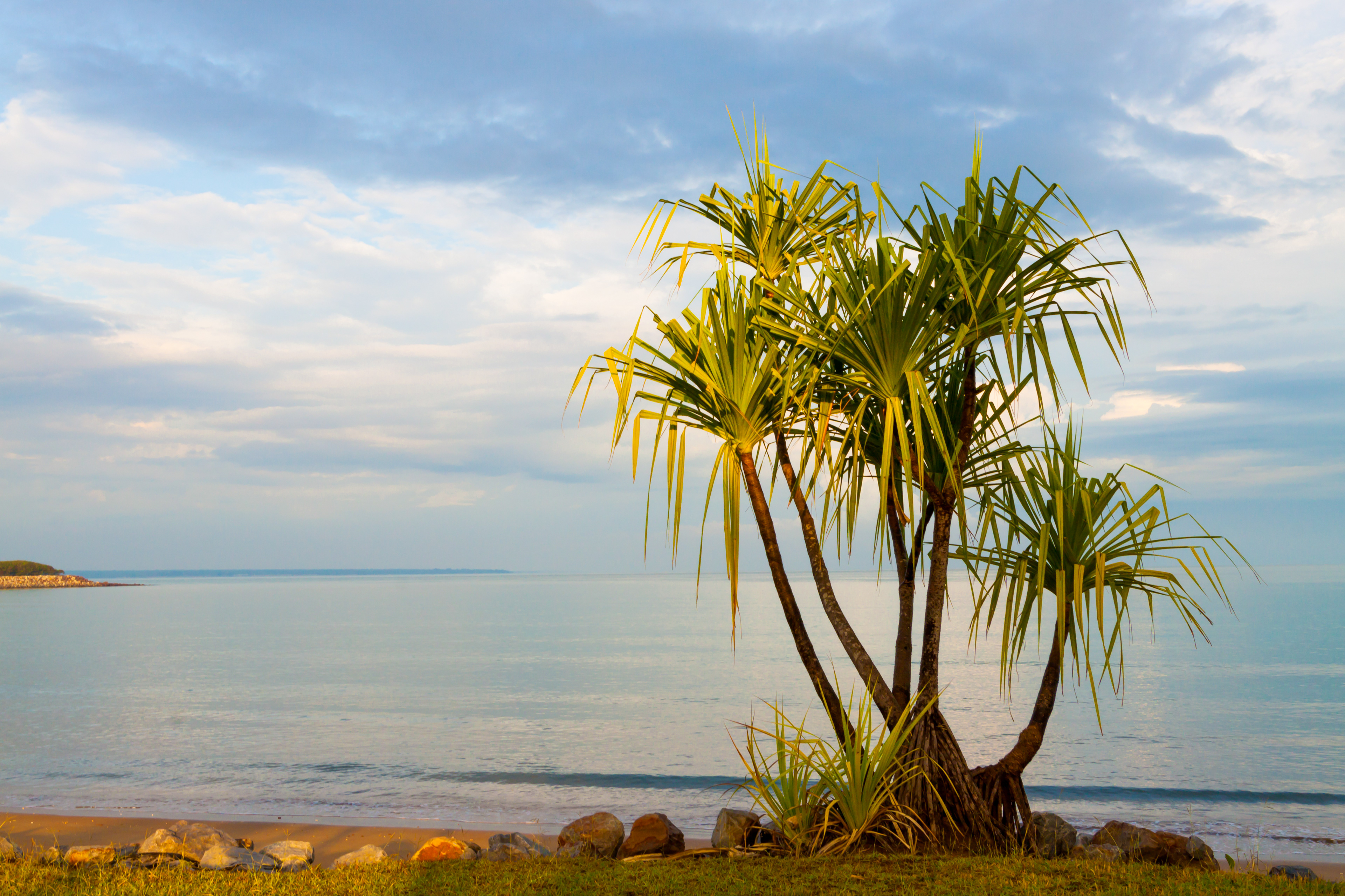 Pandanus