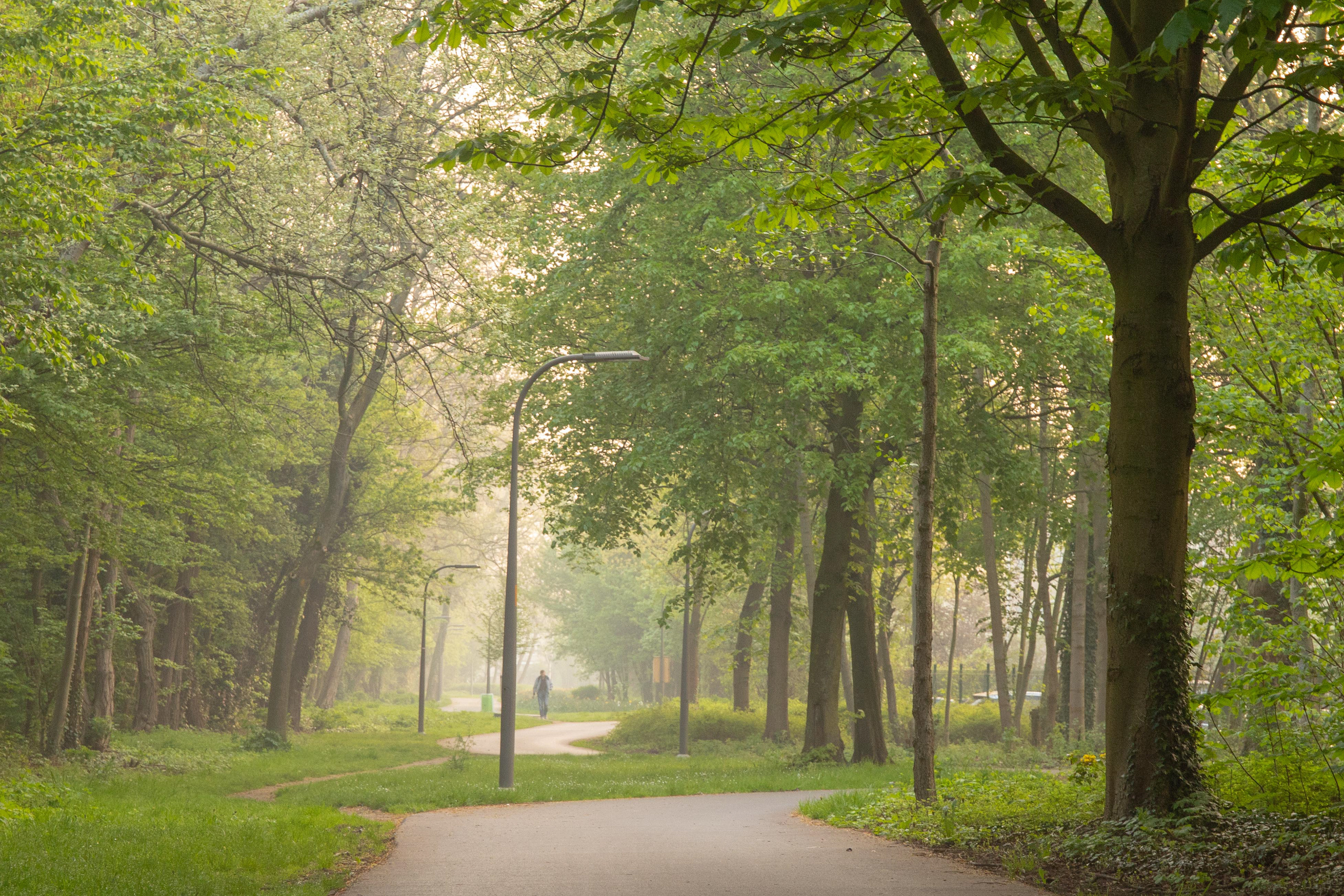 Morning Walks