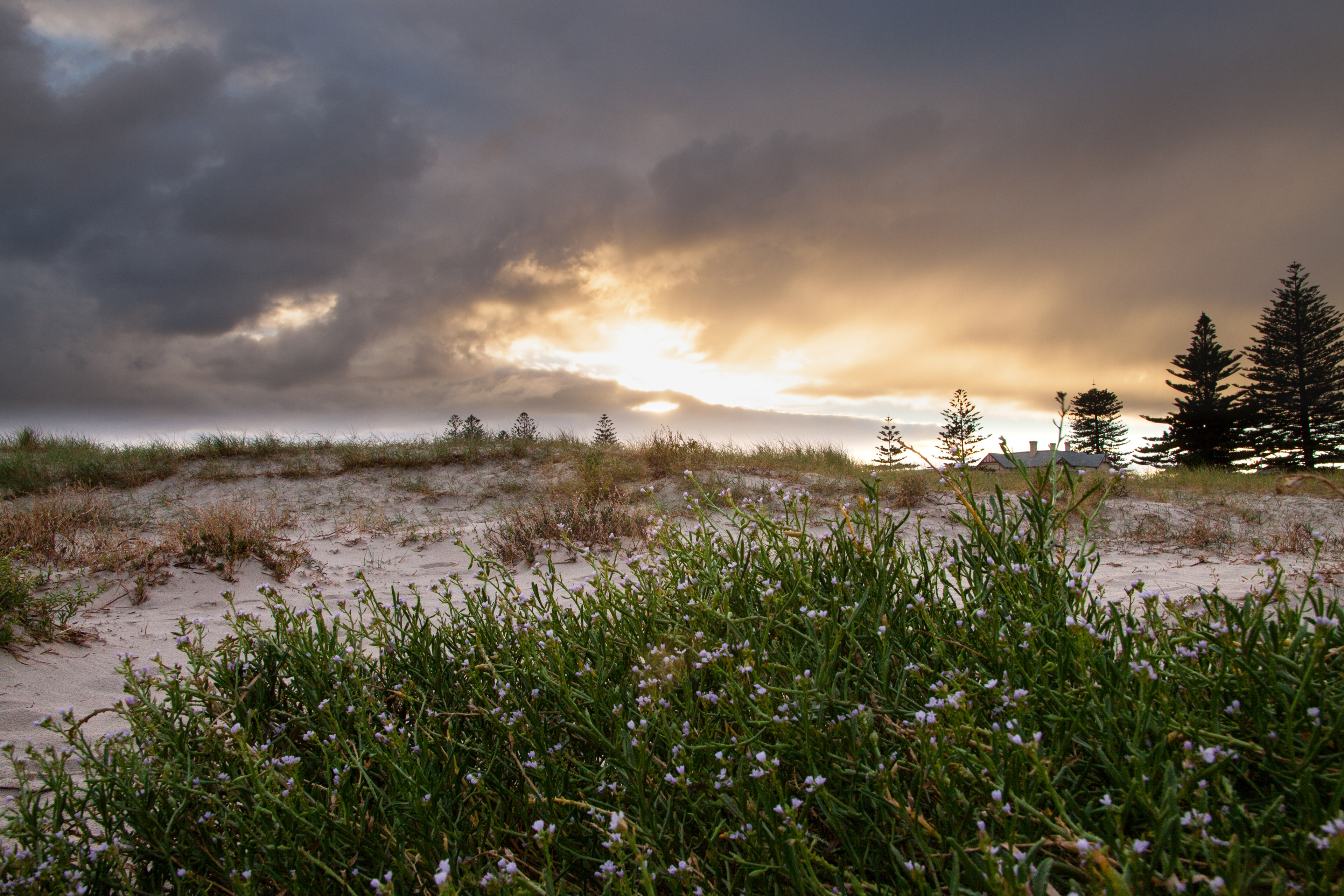 Sweetness and Light - Largs Bay