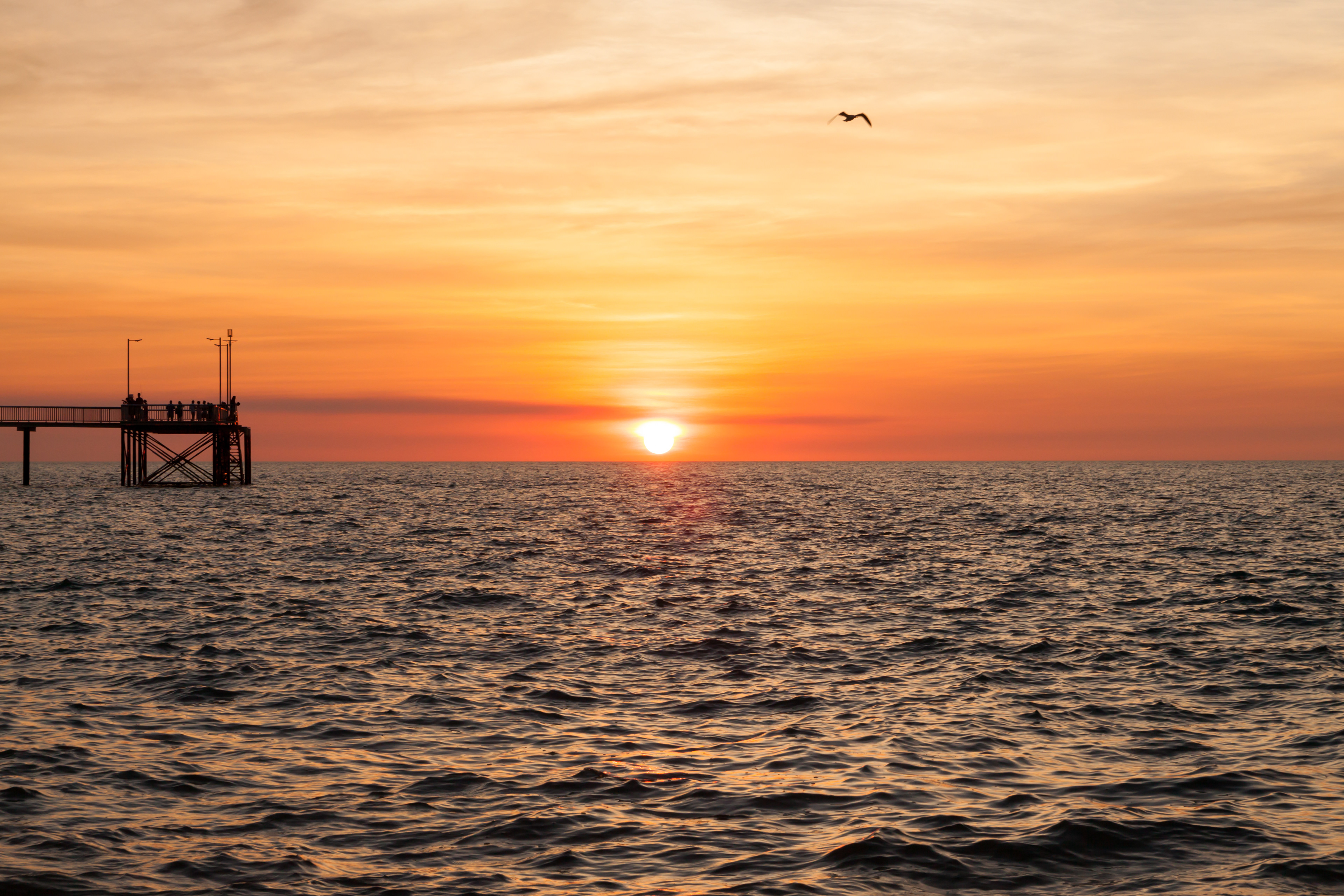 Seagull Sunset