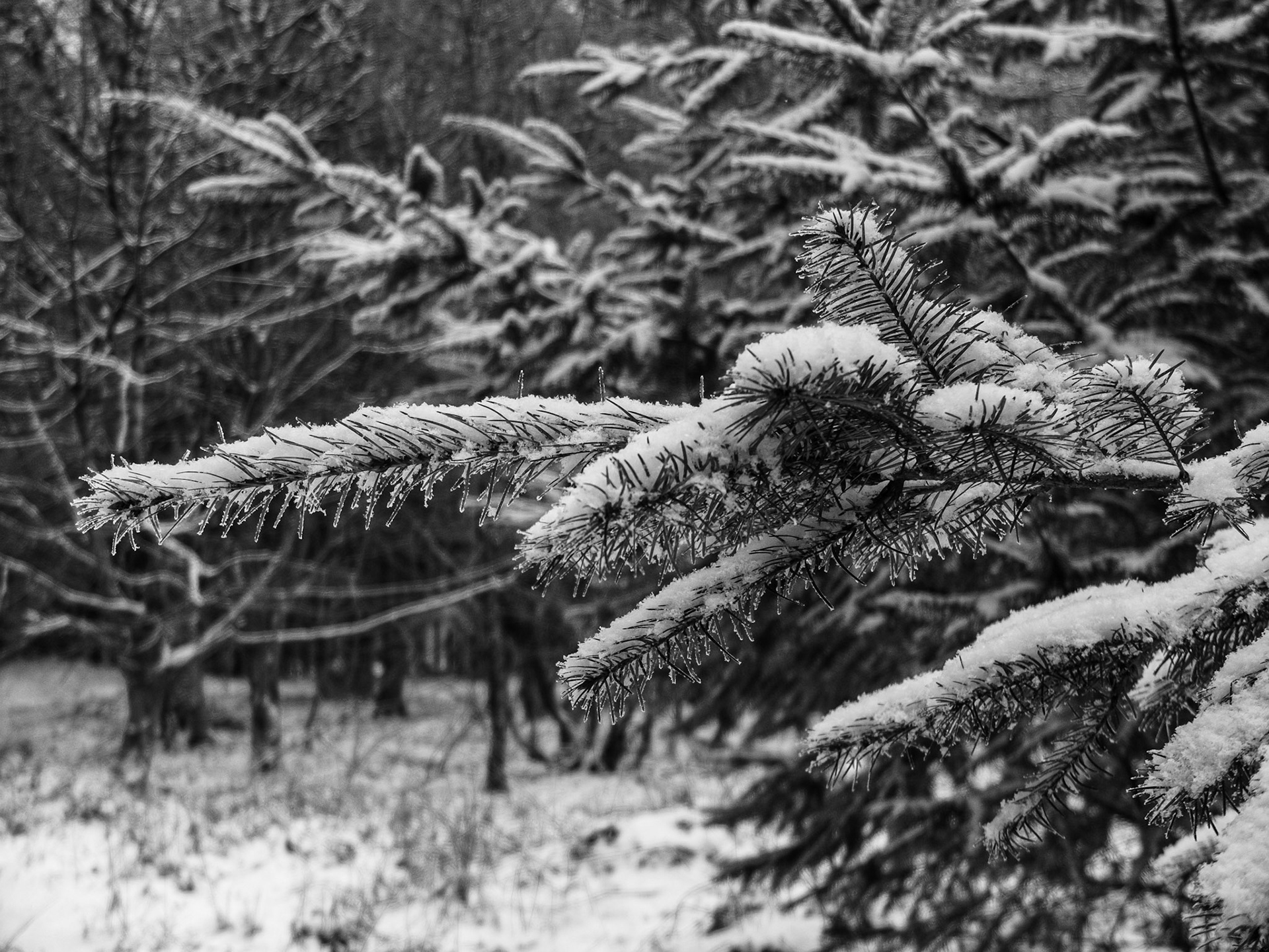 Brown Clee in winter