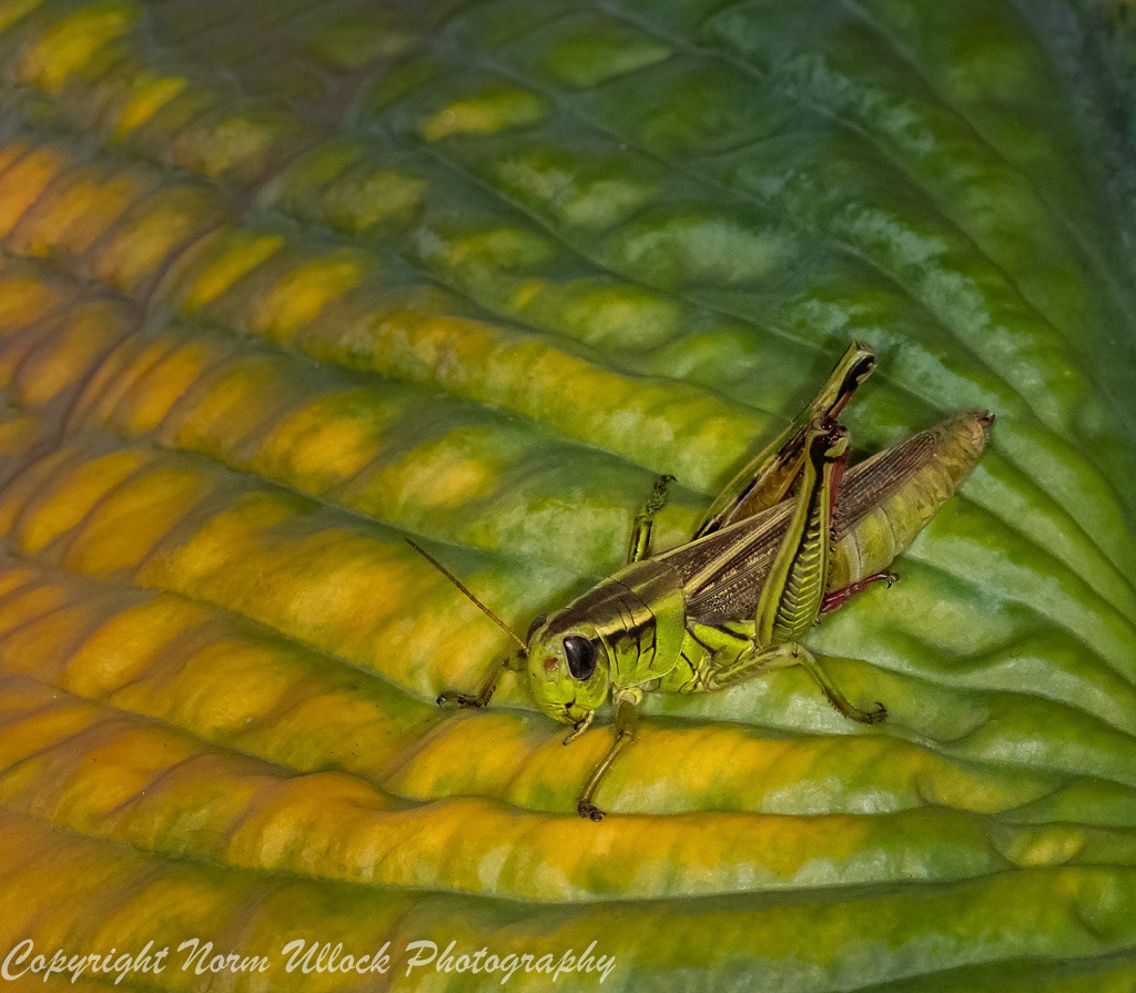 Two Striped Grasshopper