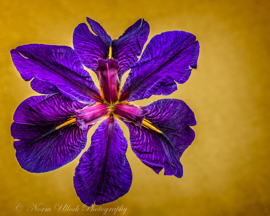 Louisiana Iris - 'Atchafaylaya'