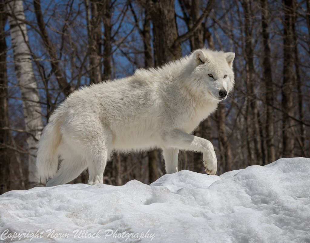 Artic Wolf