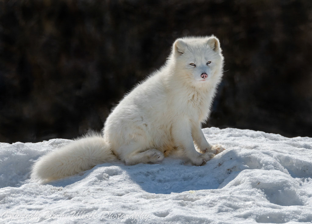 Artic Fox