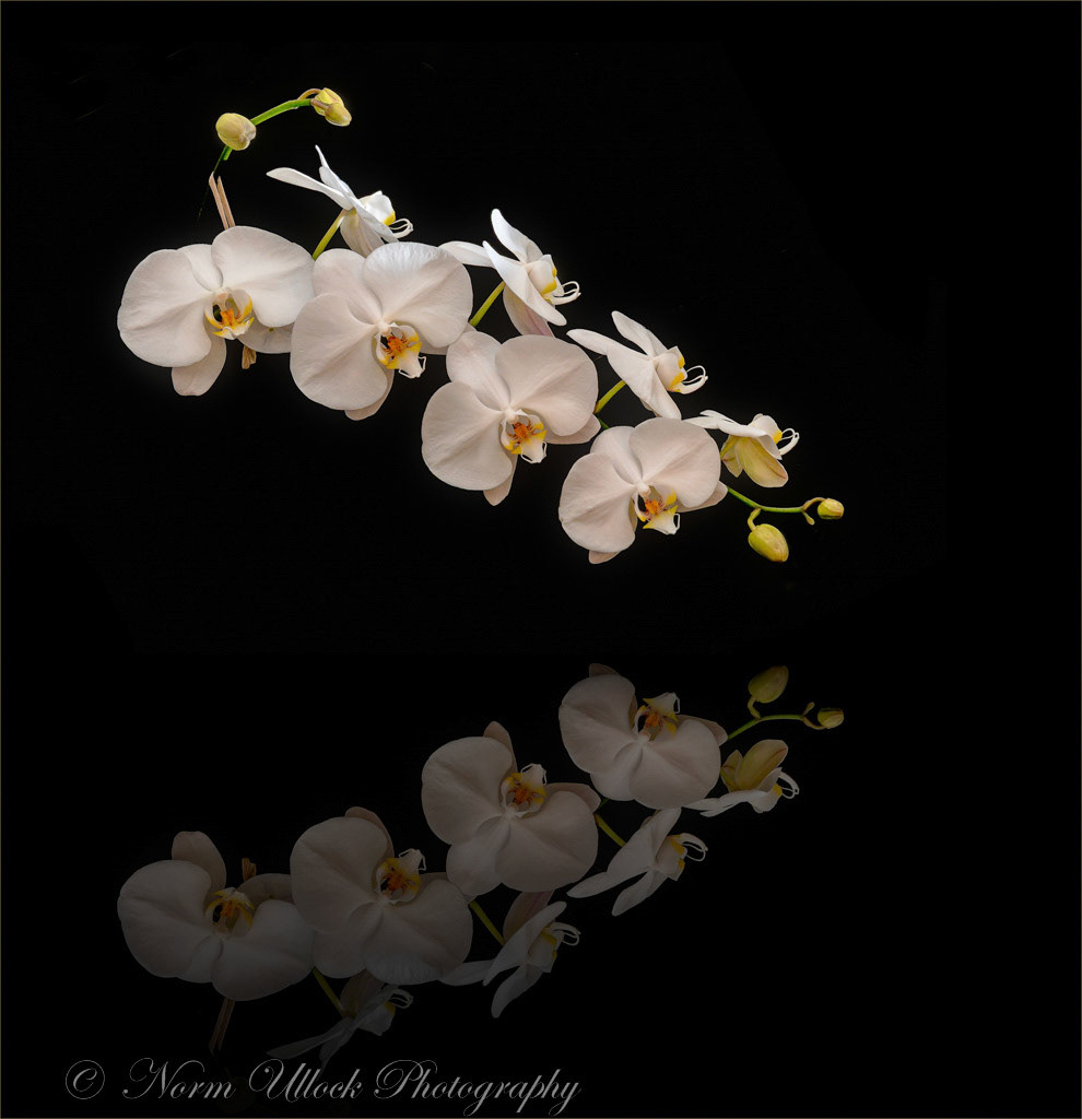 2017 TAOA Photo contest received a Distintive award