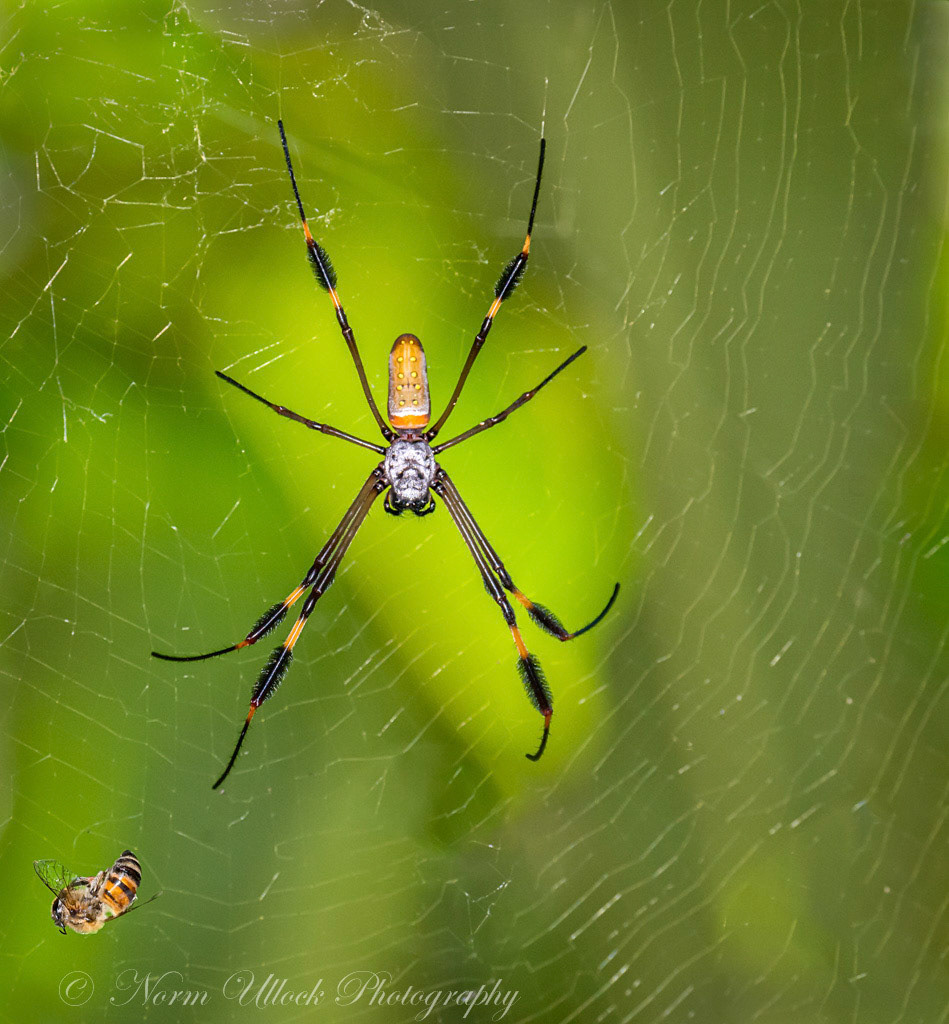 Venomous Gold Silk Orb Weaver Spider