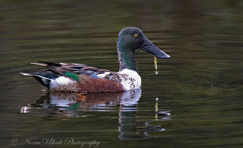 Northern Shoveler