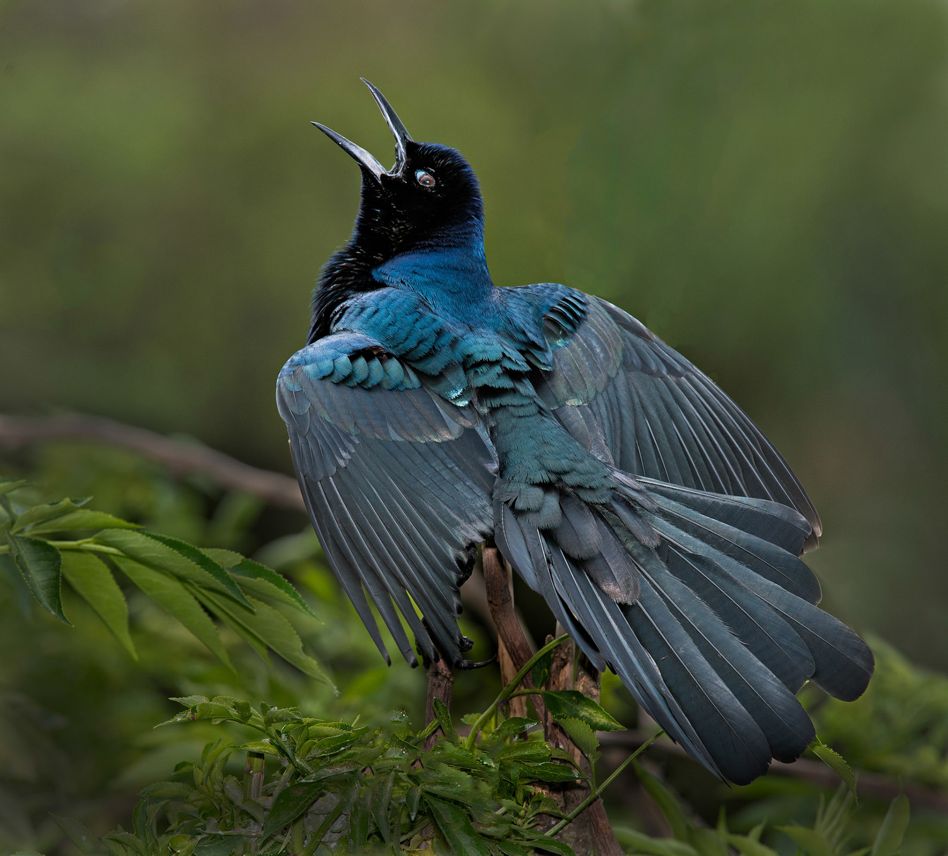 boat tailed grackle