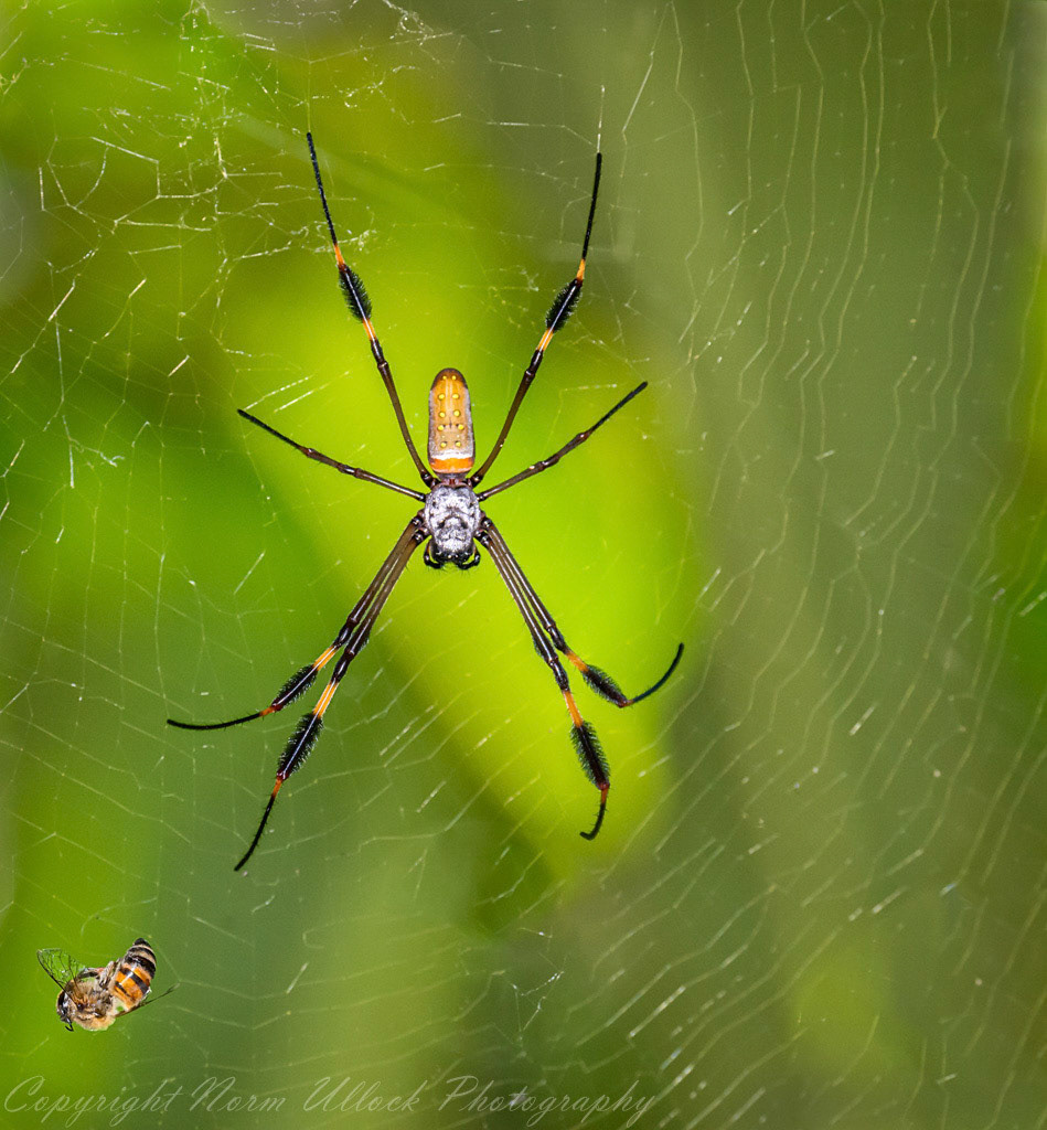 Venomous Gold Silk Orb Weaver Spider