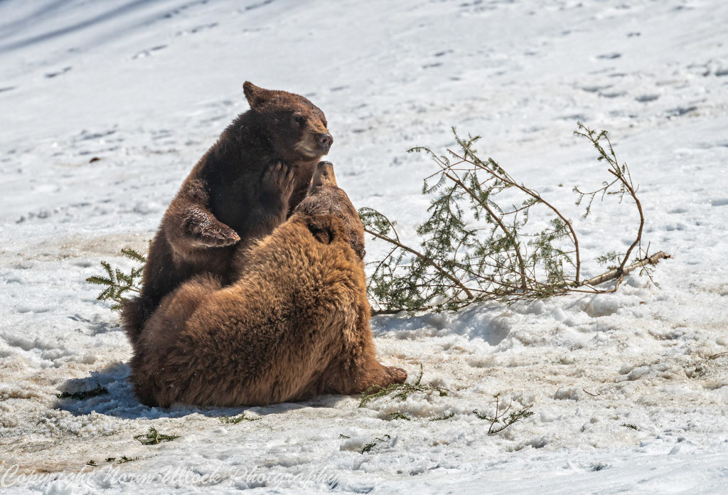 Cinnamon Bear